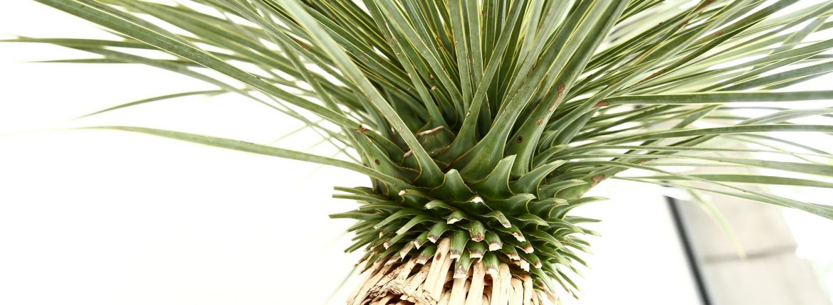 Yucca rostrata / ユッカロストラータ 断髪のイメージ