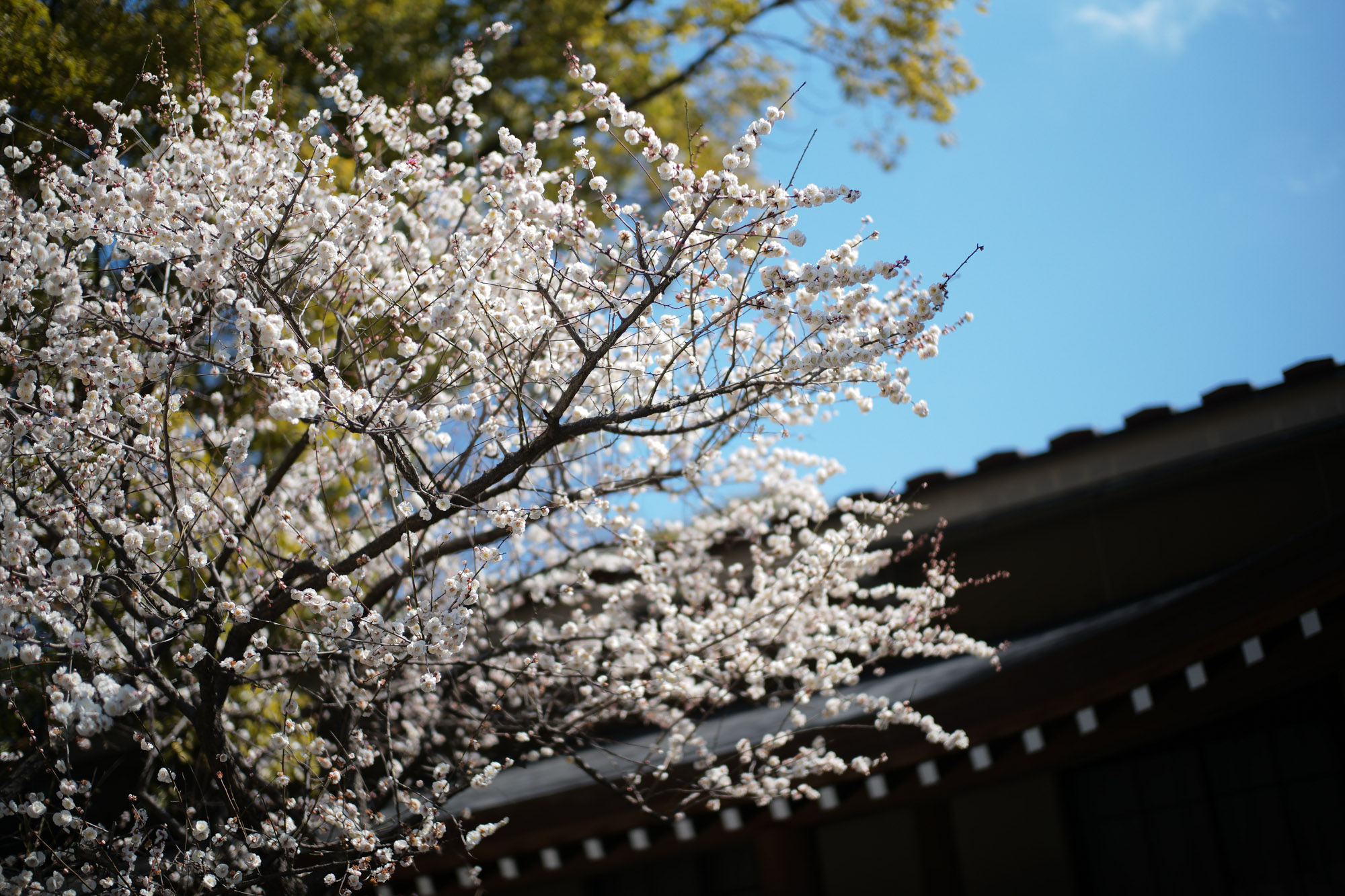 ATSUTA JINGU(熱田神宮) ///【LEICA M10 + SUMMILUX-M F1.4/50mm ASPH】 ライカM10作例 作例  愛知 名古屋 あつたじんぐう ライカM10 ライカM9 ライカM8 ライカMモノクローム leicam9 leicam8 leicamonochrom summilux ズミルックス ズミルクス