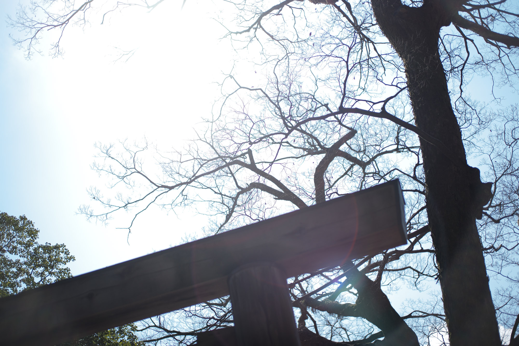 ATSUTA JINGU(熱田神宮) ///【LEICA M10 + SUMMILUX-M F1.4/50mm ASPH】 ライカM10作例 作例  愛知 名古屋 あつたじんぐう ライカM10 ライカM9 ライカM8 ライカMモノクローム leicam9 leicam8 leicamonochrom summilux ズミルックス ズミルクス