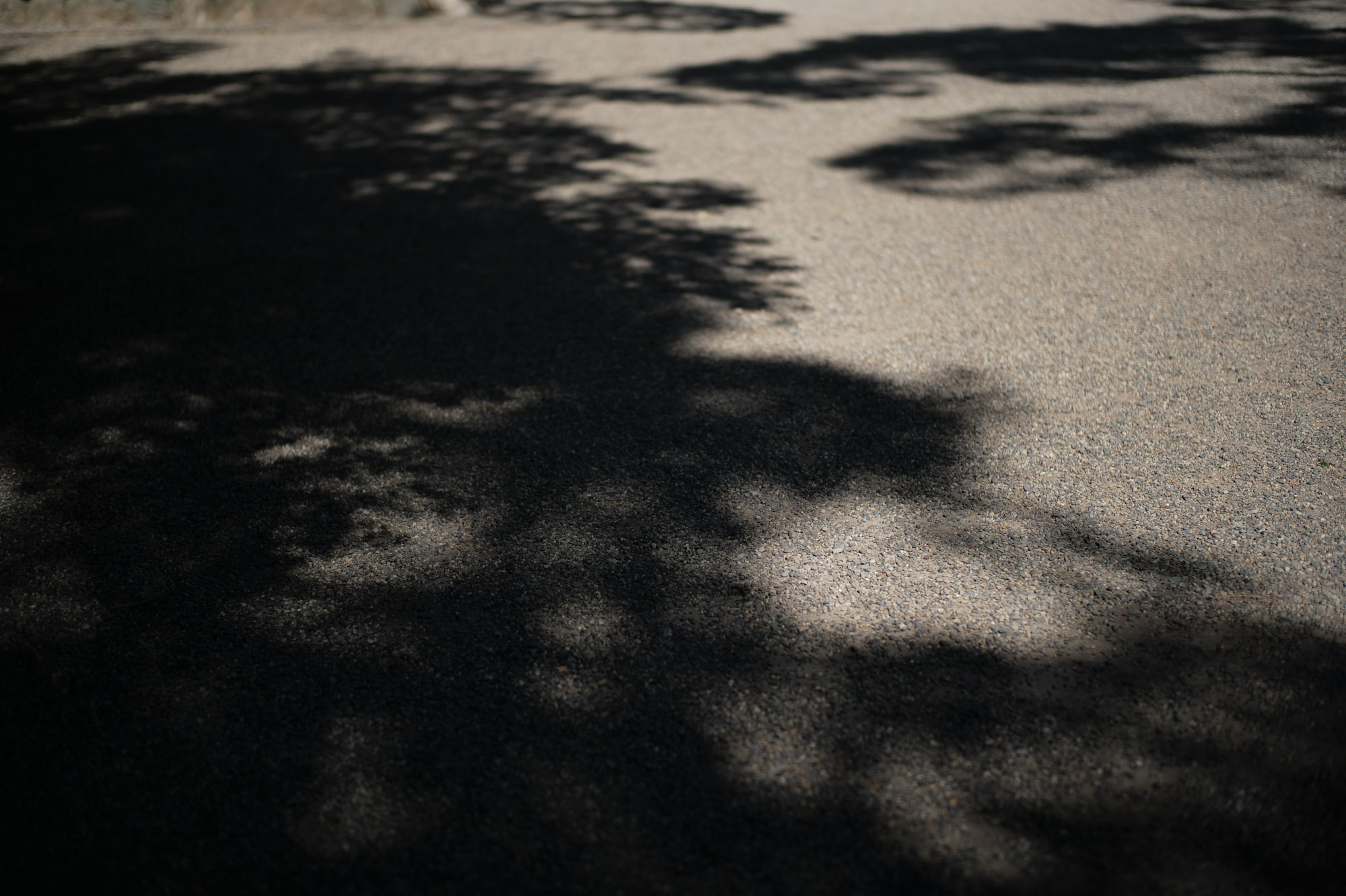 ATSUTA JINGU(熱田神宮) ///【LEICA M10 + SUMMILUX-M F1.4/50mm ASPH】 ライカM10作例 作例  愛知 名古屋 あつたじんぐう ライカM10 ライカM9 ライカM8 ライカMモノクローム leicam9 leicam8 leicamonochrom summilux ズミルックス ズミルクス