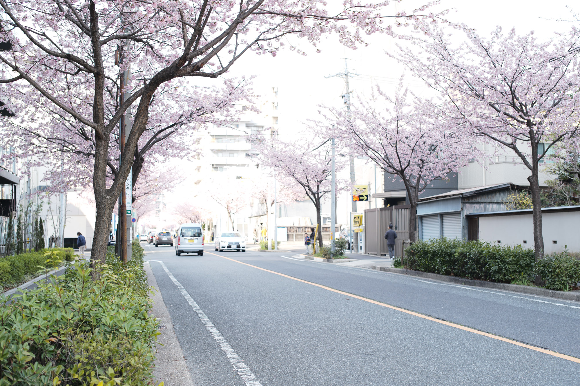 2017.3/20-3/26  ///【LEICA M10 + SUMMILUX-M F1.4/50mm ASPH】 ライカM10 leicam10 ライカ leica 愛知 名古屋 東区泉 ズミルックス ズミルックス50 作例 ライカ松坂屋 THE NORTH FACE ノースフェイス FANTASTICMAN ファンタスティックマン ALESSANDRO GHERARDI 東区 桜並木 作例  ブロッサム ISAIA イザイア SAILOR セイラー アレッサンドロゲラルディ タクシー TAXI 松坂屋 CHROMEHEARTS クロムハーツ スズメ WORN FREE ウォーンフリー JOE STRUMMER LONDON　ジョーストラマー バンドTシャツ BILLWALLLEATHER ビルウォールレザー