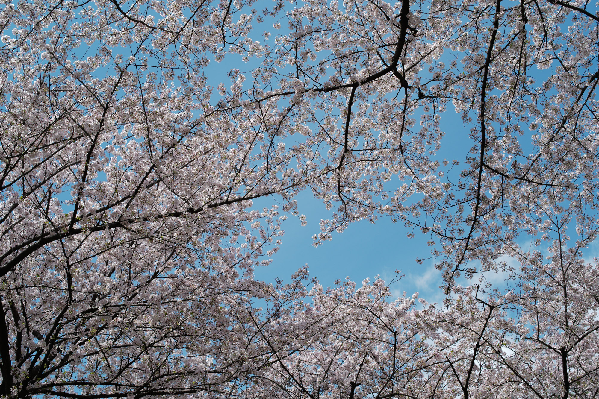 Nagoya castle and cherry blossoms(名古屋城と桜) ///【LEICA M10 + SUMMILUX-M F1.4/50mm ASPH】 ライカM10作例 作例  ブログ 愛知 名古屋 本丸 Cherry Blossoms 桜 さくら サクラ cherry bloosumなごやじょう ライカM10 ライカM9 ライカM8 ライカMモノクローム leicam10 leicam9 leicam8 leicamonochrom summilux ズミルックス ズミルクス