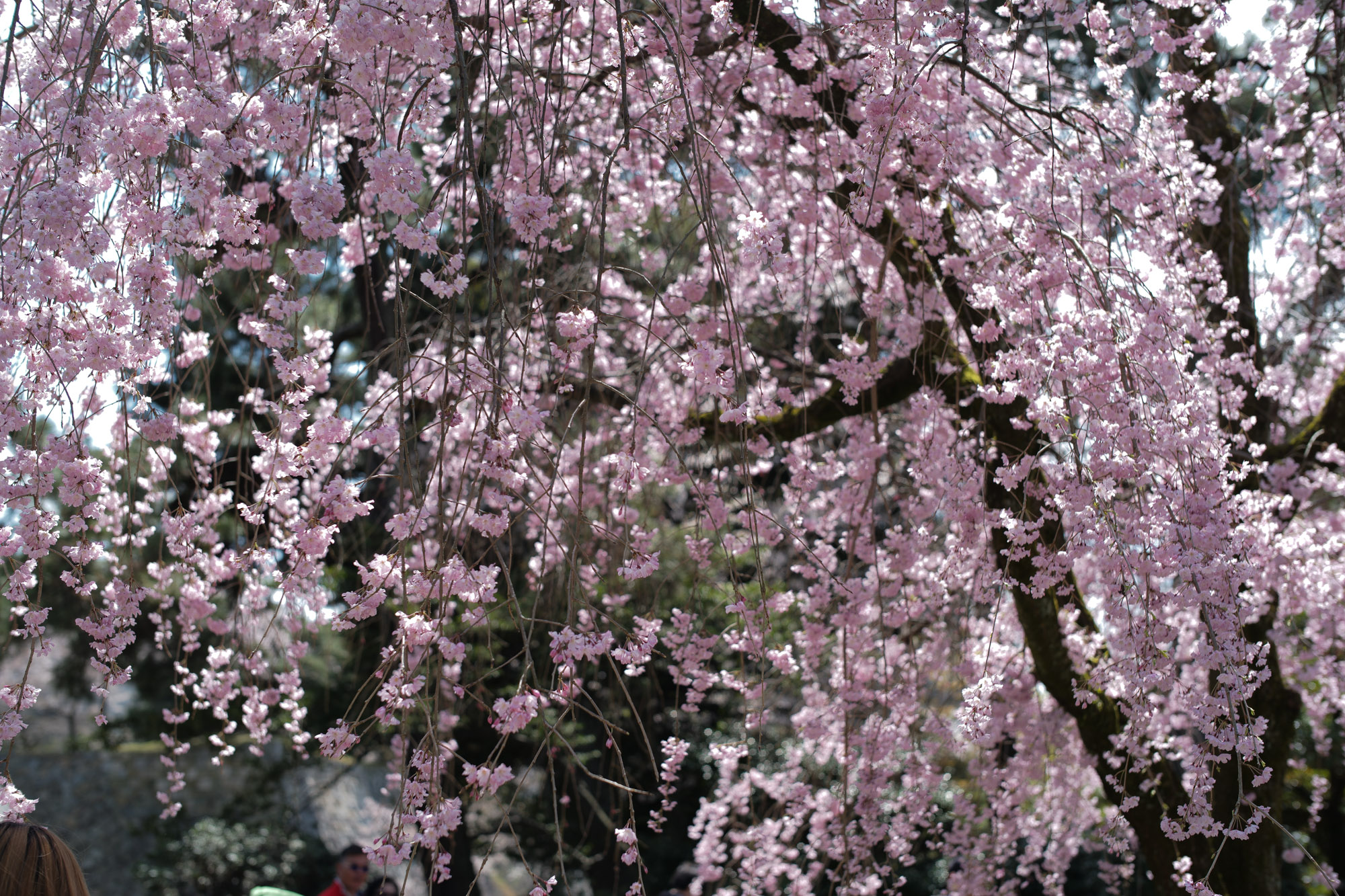 Nagoya castle and cherry blossoms(名古屋城と桜) ///【LEICA M10 + SUMMILUX-M F1.4/50mm ASPH】 ライカM10作例 作例  ブログ 愛知 名古屋 本丸 Cherry Blossoms 桜 さくら サクラ cherry bloosumなごやじょう ライカM10 ライカM9 ライカM8 ライカMモノクローム leicam10 leicam9 leicam8 leicamonochrom summilux ズミルックス ズミルクス