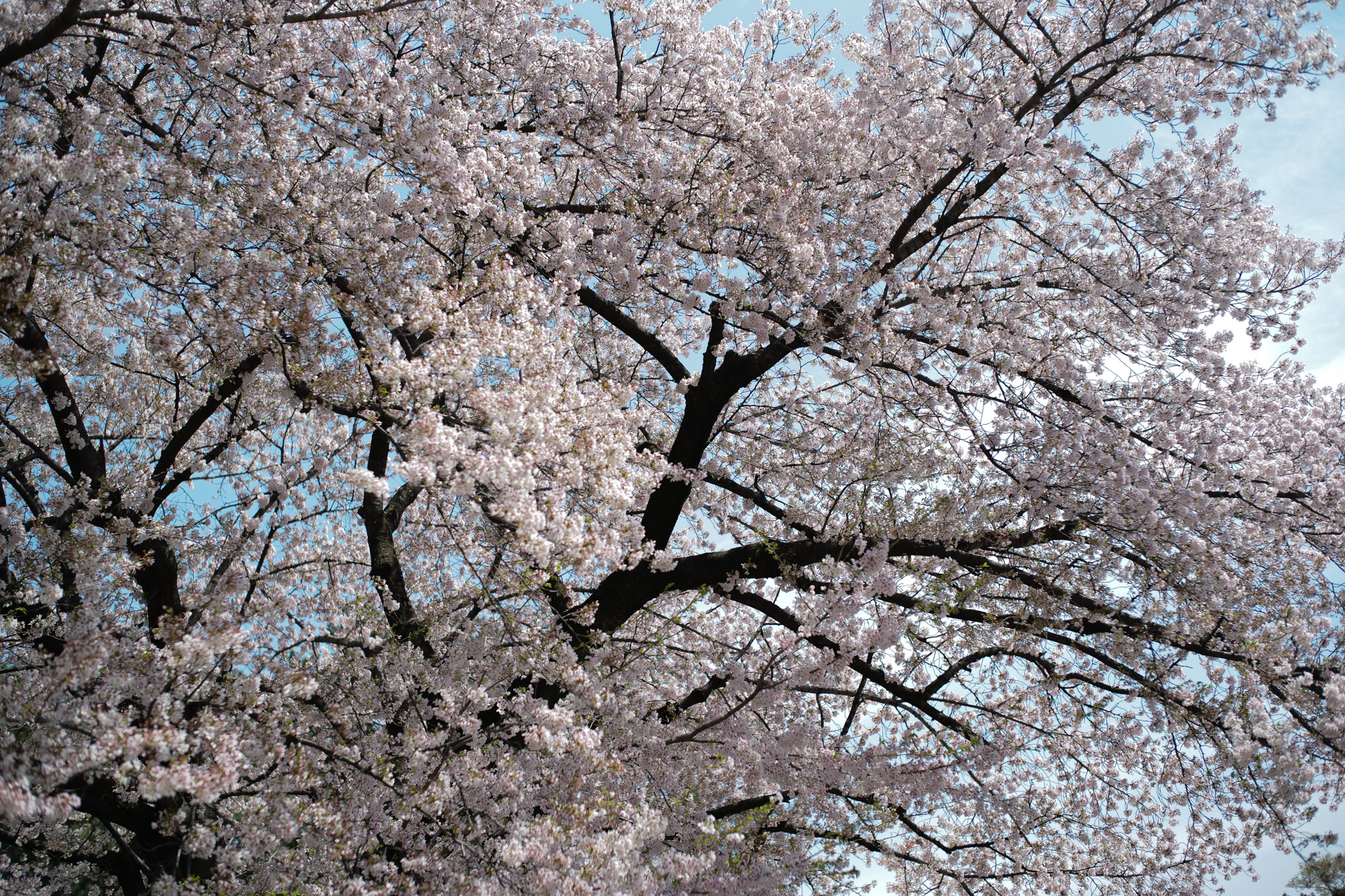 Nagoya castle and cherry blossoms(名古屋城と桜) ///【LEICA M10 + SUMMILUX-M F1.4/50mm ASPH】 ライカM10作例 作例  ブログ 愛知 名古屋 本丸 Cherry Blossoms 桜 さくら サクラ cherry bloosumなごやじょう ライカM10 ライカM9 ライカM8 ライカMモノクローム leicam10 leicam9 leicam8 leicamonochrom summilux ズミルックス ズミルクス