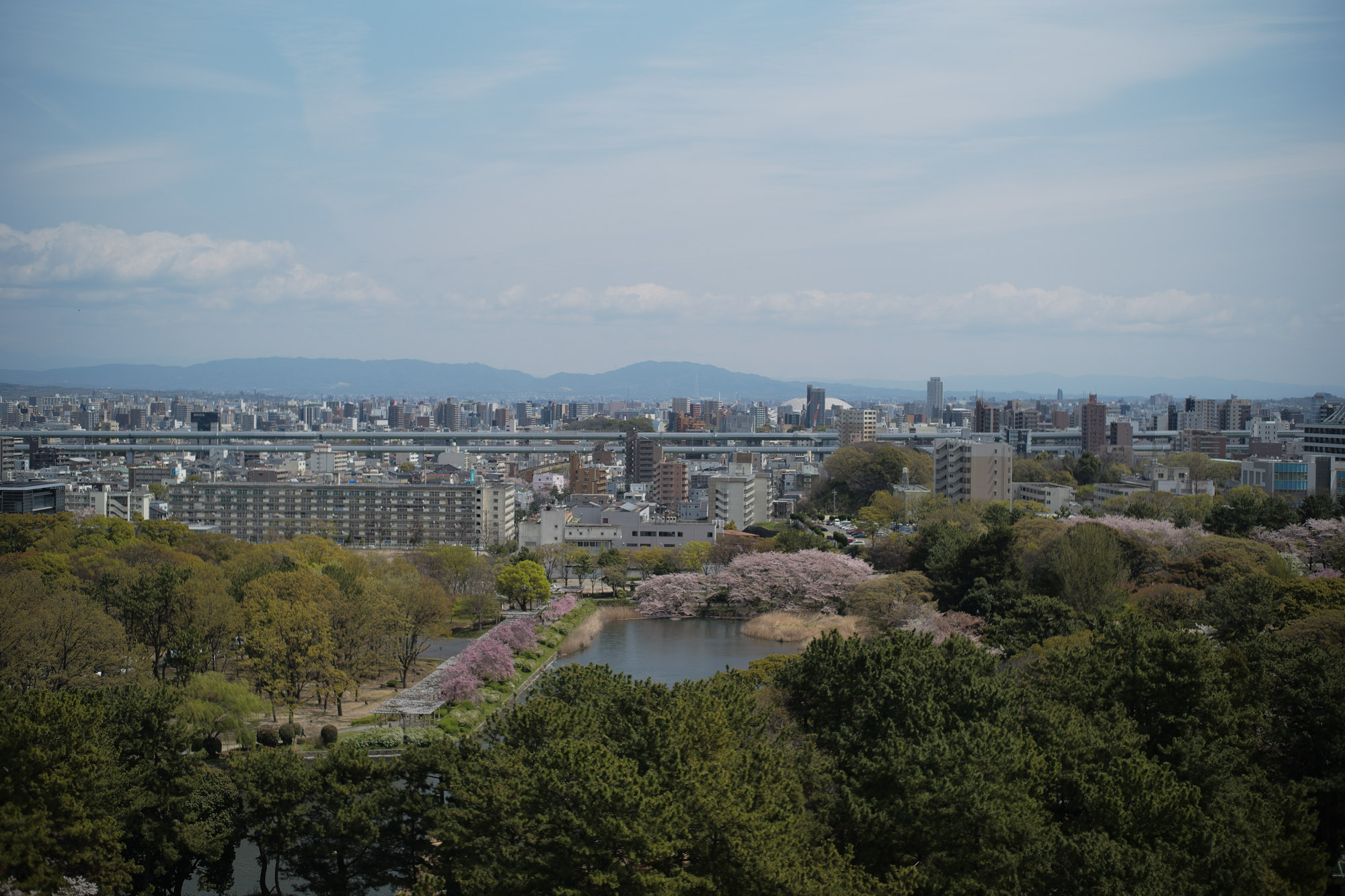 Nagoya castle and cherry blossoms(名古屋城と桜) ///【LEICA M10 + SUMMILUX-M F1.4/50mm ASPH】 ライカM10作例 作例  ブログ 愛知 名古屋 本丸 Cherry Blossoms 桜 さくら サクラ cherry bloosumなごやじょう ライカM10 ライカM9 ライカM8 ライカMモノクローム leicam10 leicam9 leicam8 leicamonochrom summilux ズミルックス ズミルクス