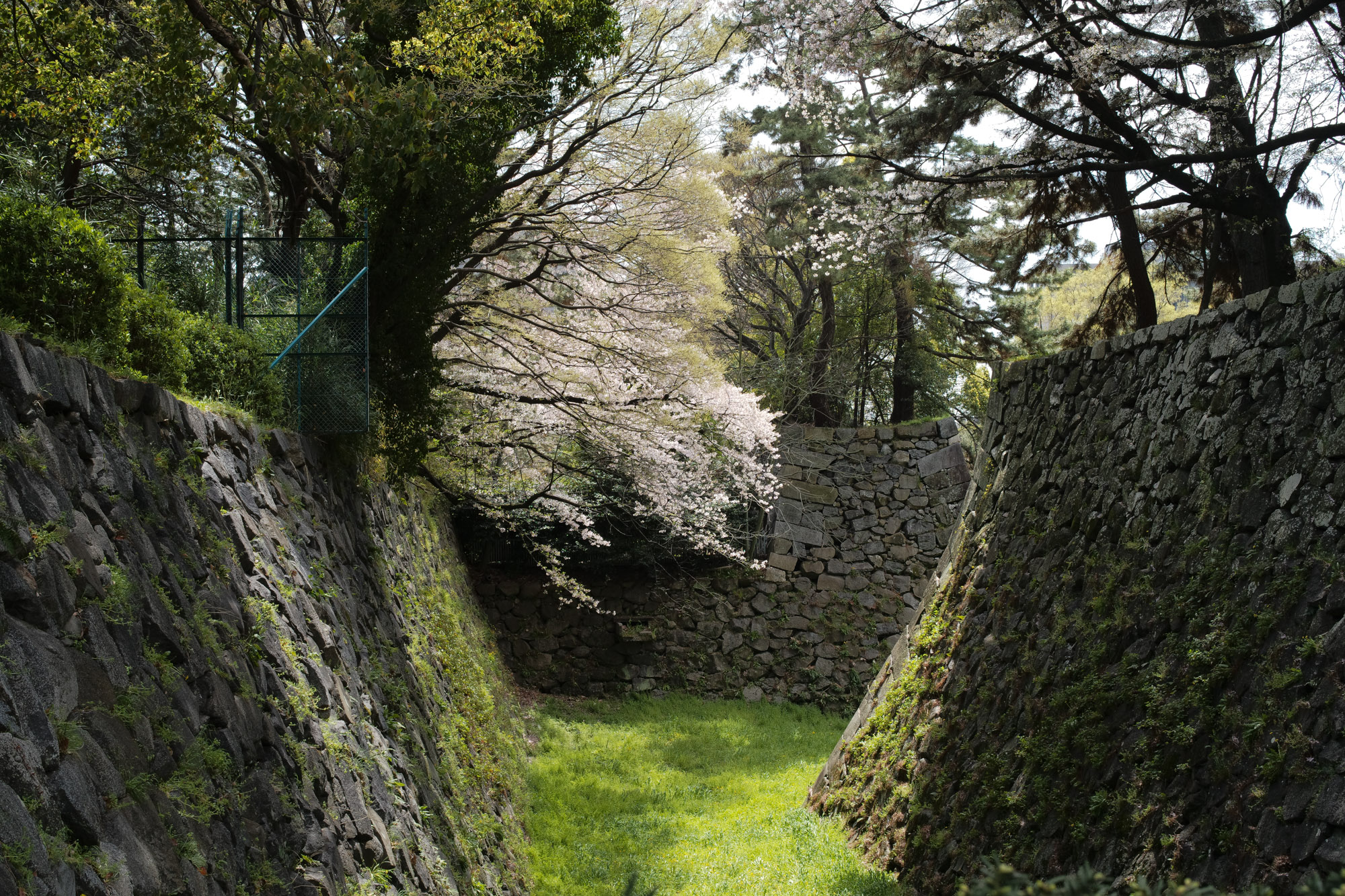 Nagoya castle and cherry blossoms(名古屋城と桜) ///【LEICA M10 + SUMMILUX-M F1.4/50mm ASPH】 ライカM10作例 作例  ブログ 愛知 名古屋 本丸 Cherry Blossoms 桜 さくら サクラ cherry bloosumなごやじょう ライカM10 ライカM9 ライカM8 ライカMモノクローム leicam10 leicam9 leicam8 leicamonochrom summilux ズミルックス ズミルクス