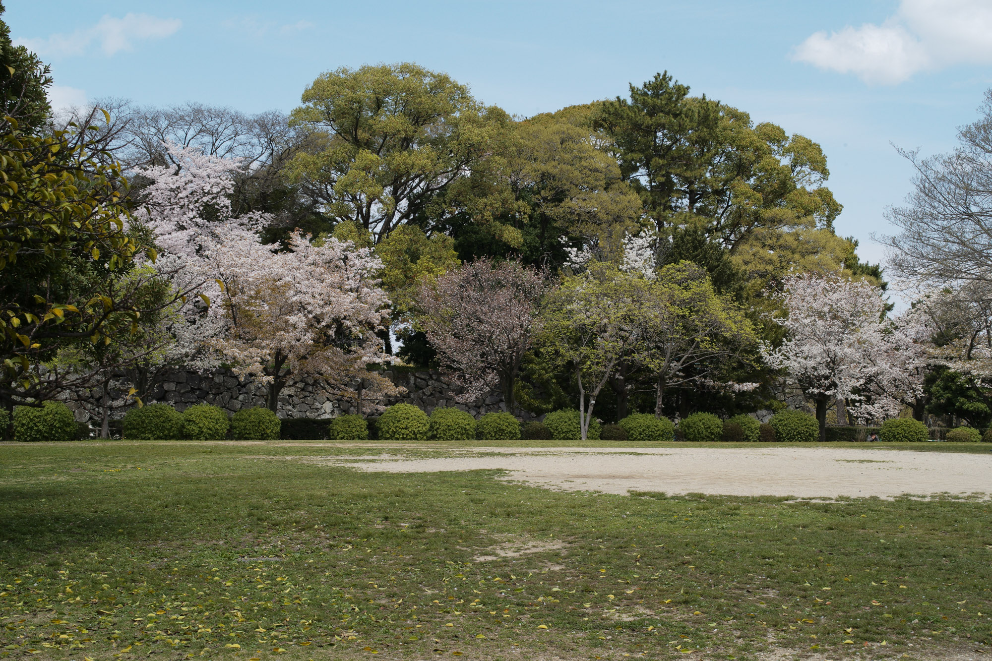 Nagoya castle and cherry blossoms(名古屋城と桜) ///【LEICA M10 + SUMMILUX-M F1.4/50mm ASPH】 ライカM10作例 作例  ブログ 愛知 名古屋 本丸 Cherry Blossoms 桜 さくら サクラ cherry bloosumなごやじょう ライカM10 ライカM9 ライカM8 ライカMモノクローム leicam10 leicam9 leicam8 leicamonochrom summilux ズミルックス ズミルクス