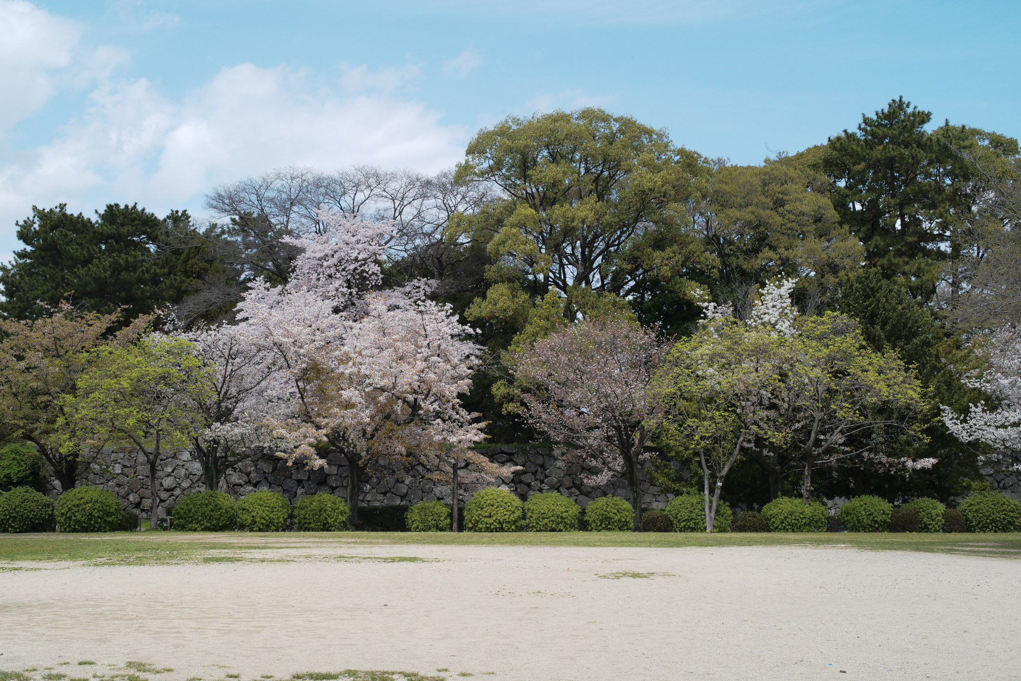 Nagoya castle and cherry blossoms(名古屋城と桜) ///【LEICA M10 + SUMMILUX-M F1.4/50mm ASPH】 ライカM10作例 作例  ブログ 愛知 名古屋 本丸 Cherry Blossoms 桜 さくら サクラ cherry bloosumなごやじょう ライカM10 ライカM9 ライカM8 ライカMモノクローム leicam10 leicam9 leicam8 leicamonochrom summilux ズミルックス ズミルクス