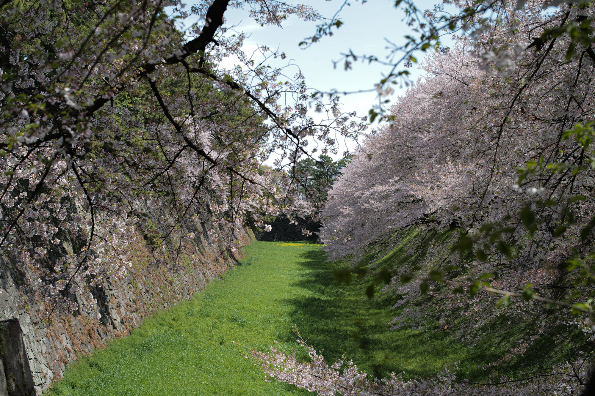 Nagoya castle and cherry blossoms(名古屋城と桜) ///【LEICA M10 + SUMMILUX-M F1.4/50mm ASPH】 ライカM10作例 作例  ブログ 愛知 名古屋 本丸 Cherry Blossoms 桜 さくら サクラ cherry bloosumなごやじょう ライカM10 ライカM9 ライカM8 ライカMモノクローム leicam10 leicam9 leicam8 leicamonochrom summilux ズミルックス ズミルクス