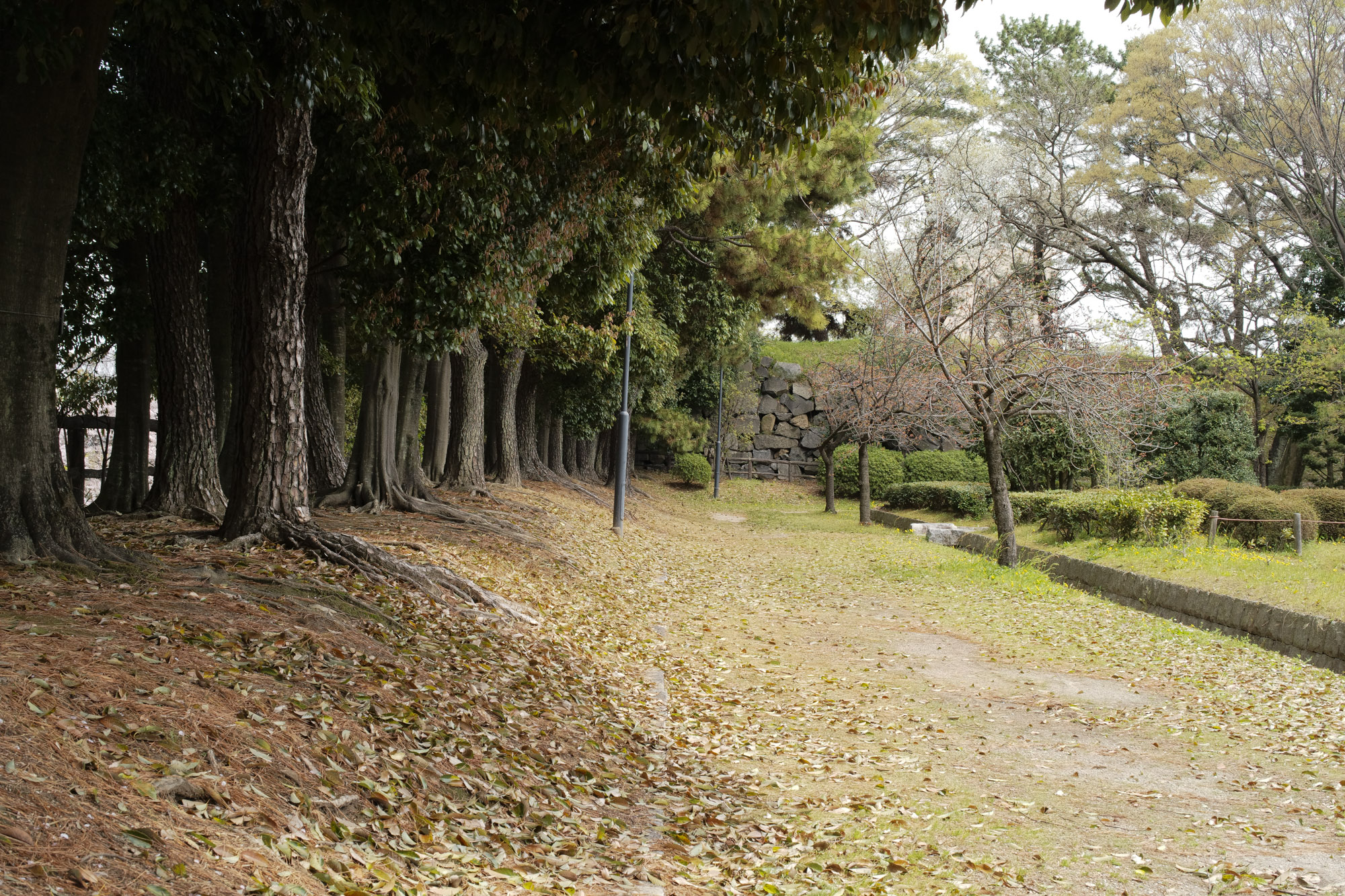 Nagoya castle and cherry blossoms(名古屋城と桜) ///【LEICA M10 + SUMMILUX-M F1.4/50mm ASPH】 ライカM10作例 作例  ブログ 愛知 名古屋 本丸 Cherry Blossoms 桜 さくら サクラ cherry bloosumなごやじょう ライカM10 ライカM9 ライカM8 ライカMモノクローム leicam10 leicam9 leicam8 leicamonochrom summilux ズミルックス ズミルクス