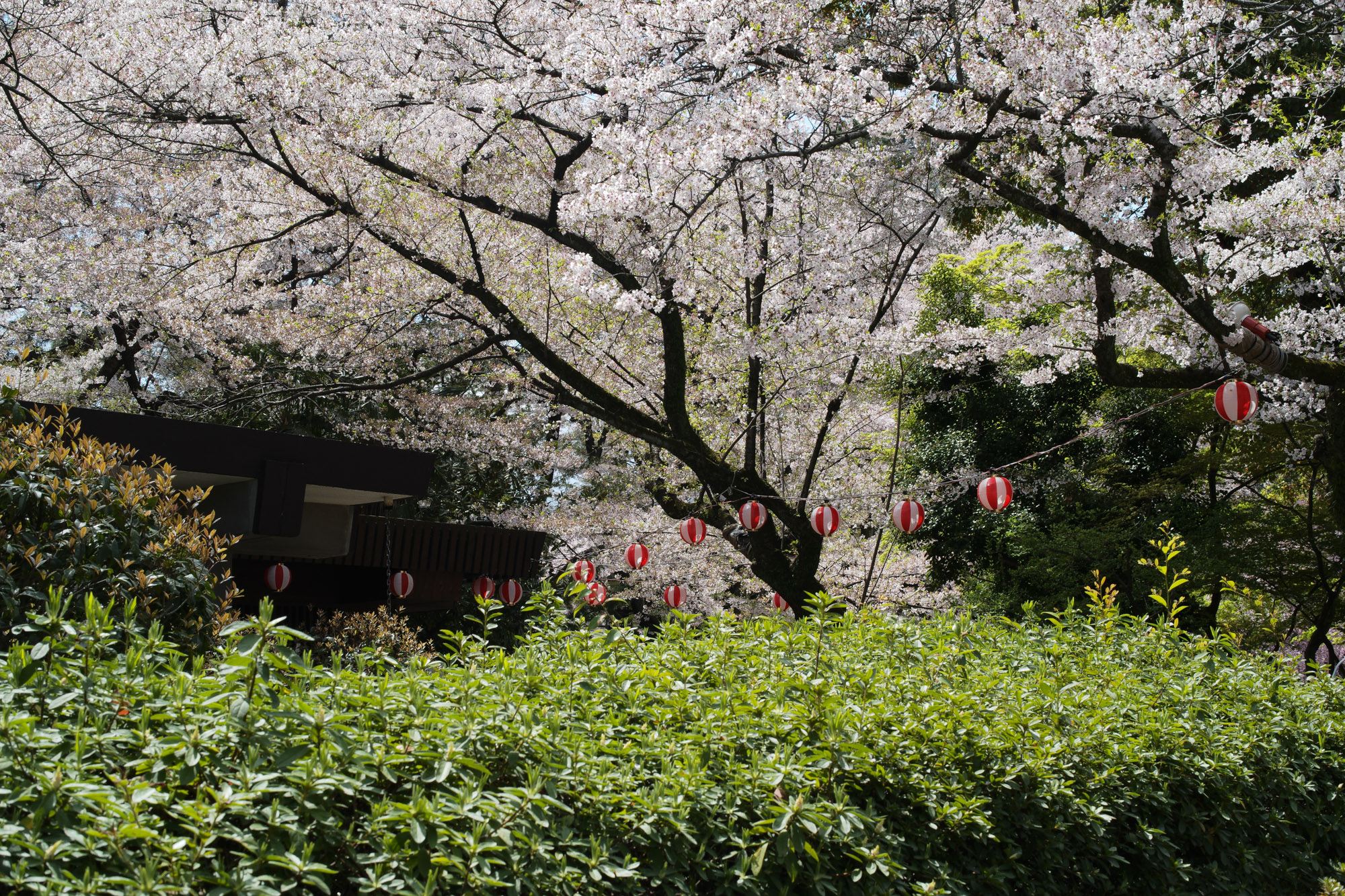 Nagoya castle and cherry blossoms(名古屋城と桜) ///【LEICA M10 + SUMMILUX-M F1.4/50mm ASPH】 ライカM10作例 作例  ブログ 愛知 名古屋 本丸 Cherry Blossoms 桜 さくら サクラ cherry bloosumなごやじょう ライカM10 ライカM9 ライカM8 ライカMモノクローム leicam10 leicam9 leicam8 leicamonochrom summilux ズミルックス ズミルクス