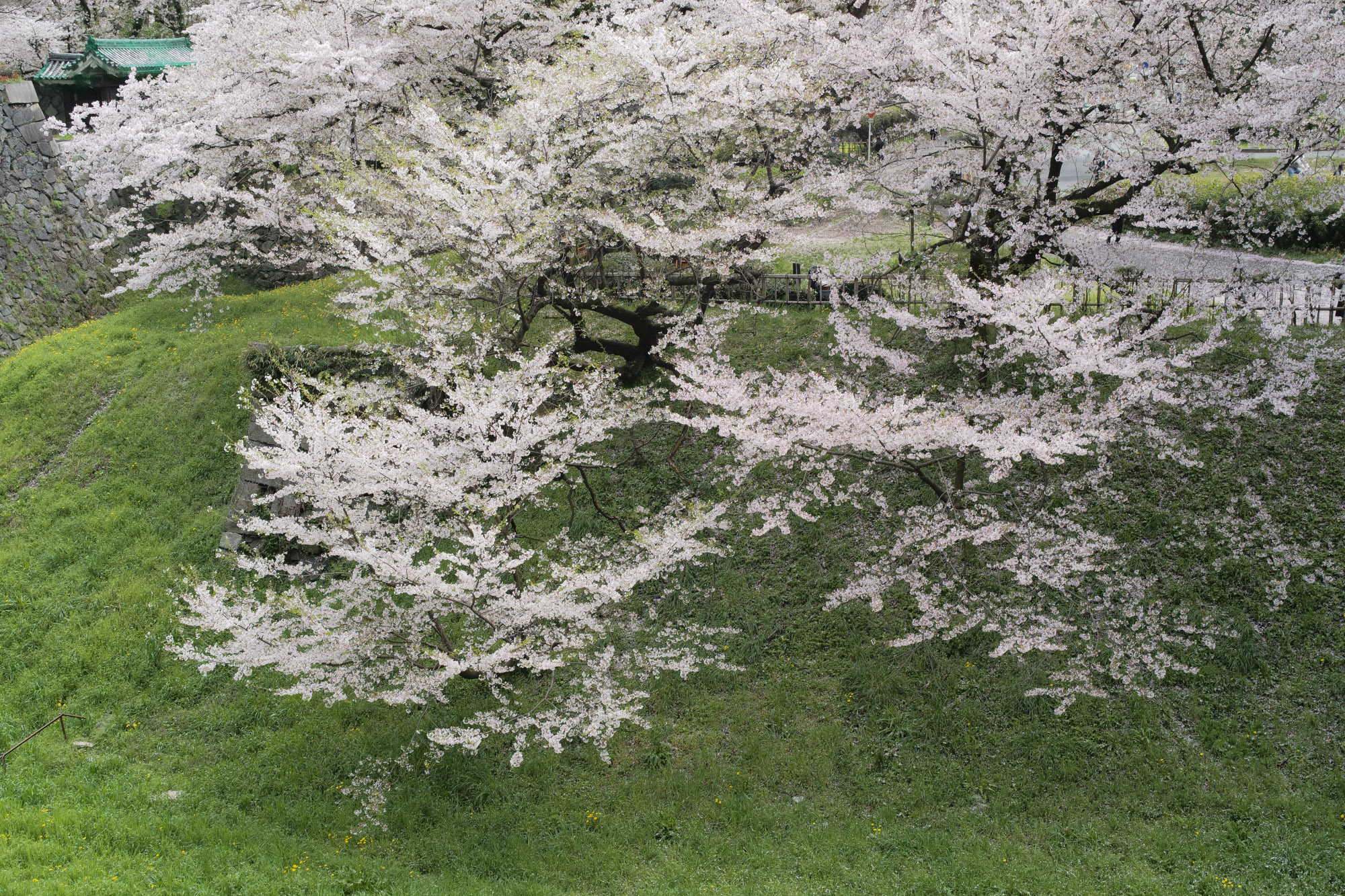 Nagoya castle and cherry blossoms(名古屋城と桜) ///【LEICA M10 + SUMMILUX-M F1.4/50mm ASPH】 ライカM10作例 作例  ブログ 愛知 名古屋 本丸 Cherry Blossoms 桜 さくら サクラ cherry bloosumなごやじょう ライカM10 ライカM9 ライカM8 ライカMモノクローム leicam10 leicam9 leicam8 leicamonochrom summilux ズミルックス ズミルクス