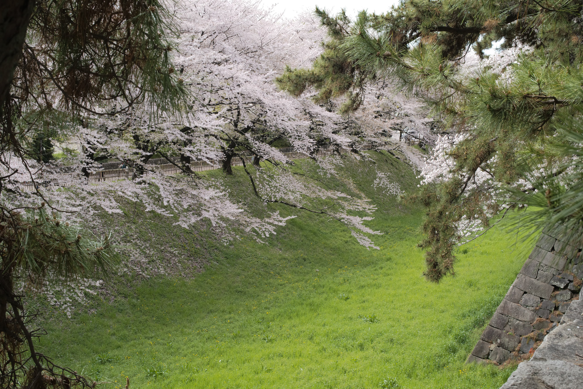 Nagoya castle and cherry blossoms(名古屋城と桜) ///【LEICA M10 + SUMMILUX-M F1.4/50mm ASPH】 ライカM10作例 作例  ブログ 愛知 名古屋 本丸 Cherry Blossoms 桜 さくら サクラ cherry bloosumなごやじょう ライカM10 ライカM9 ライカM8 ライカMモノクローム leicam10 leicam9 leicam8 leicamonochrom summilux ズミルックス ズミルクス