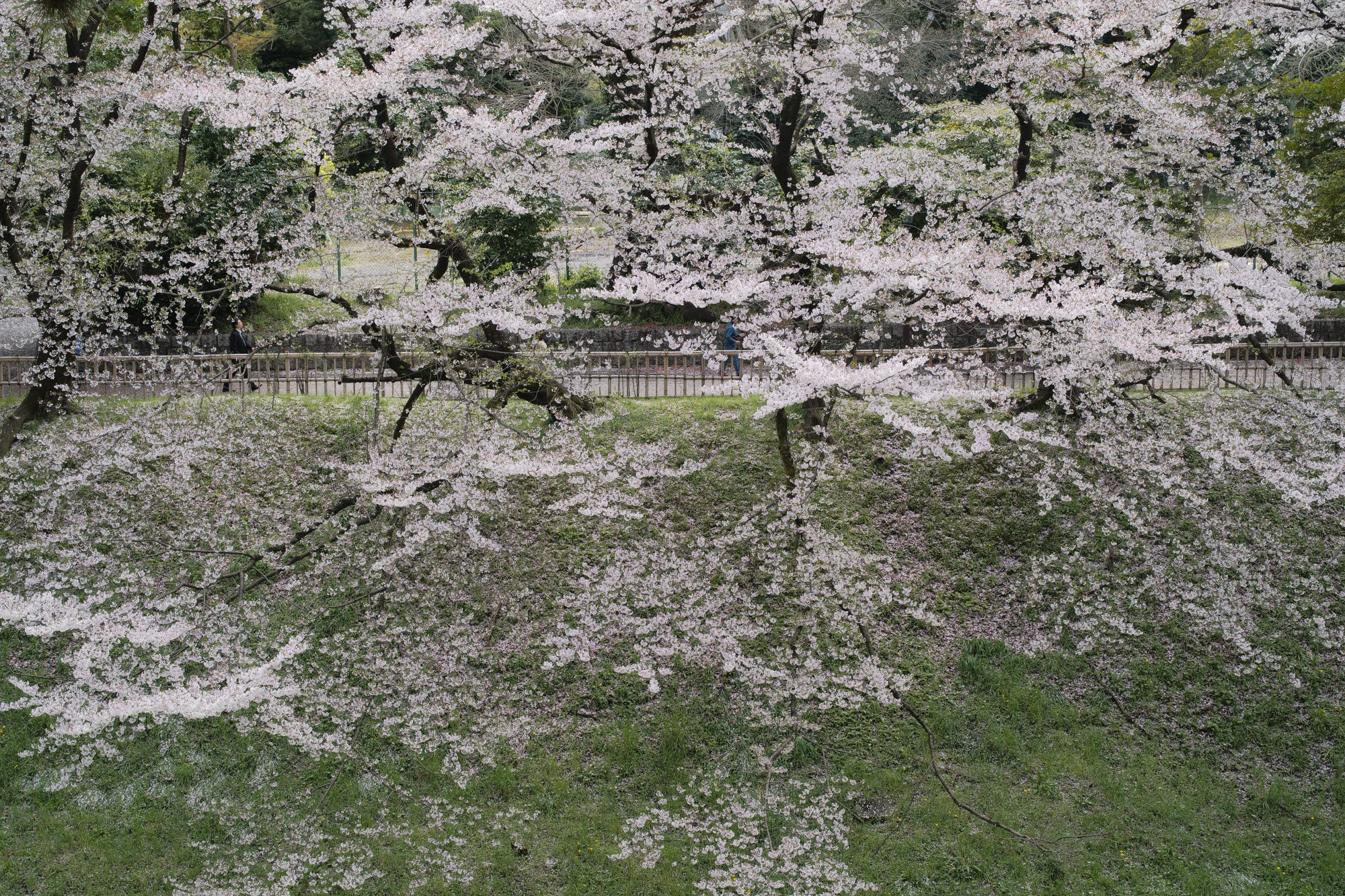 Nagoya castle and cherry blossoms(名古屋城と桜) ///【LEICA M10 + SUMMILUX-M F1.4/50mm ASPH】 ライカM10作例 作例  ブログ 愛知 名古屋 本丸 Cherry Blossoms 桜 さくら サクラ cherry bloosumなごやじょう ライカM10 ライカM9 ライカM8 ライカMモノクローム leicam10 leicam9 leicam8 leicamonochrom summilux ズミルックス ズミルクス