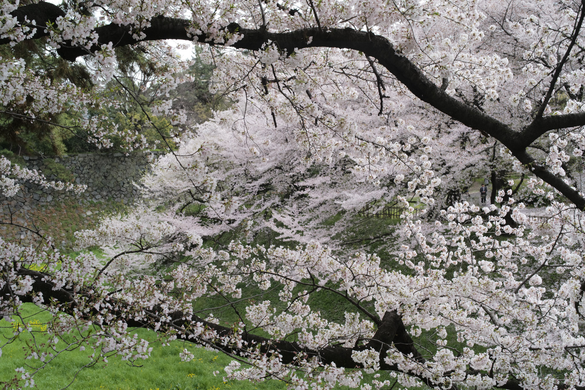 Nagoya castle and cherry blossoms(名古屋城と桜) ///【LEICA M10 + SUMMILUX-M F1.4/50mm ASPH】 ライカM10作例 作例  ブログ 愛知 名古屋 本丸 Cherry Blossoms 桜 さくら サクラ cherry bloosumなごやじょう ライカM10 ライカM9 ライカM8 ライカMモノクローム leicam10 leicam9 leicam8 leicamonochrom summilux ズミルックス ズミルクス