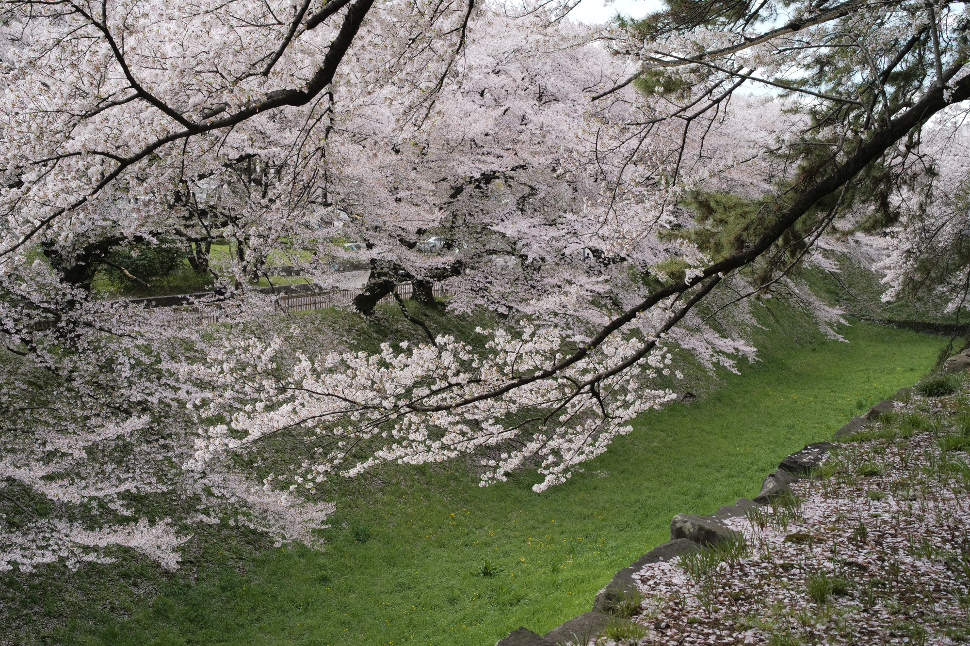 Nagoya castle and cherry blossoms(名古屋城と桜) ///【LEICA M10 + SUMMILUX-M F1.4/50mm ASPH】 ライカM10作例 作例  ブログ 愛知 名古屋 本丸 Cherry Blossoms 桜 さくら サクラ cherry bloosumなごやじょう ライカM10 ライカM9 ライカM8 ライカMモノクローム leicam10 leicam9 leicam8 leicamonochrom summilux ズミルックス ズミルクス