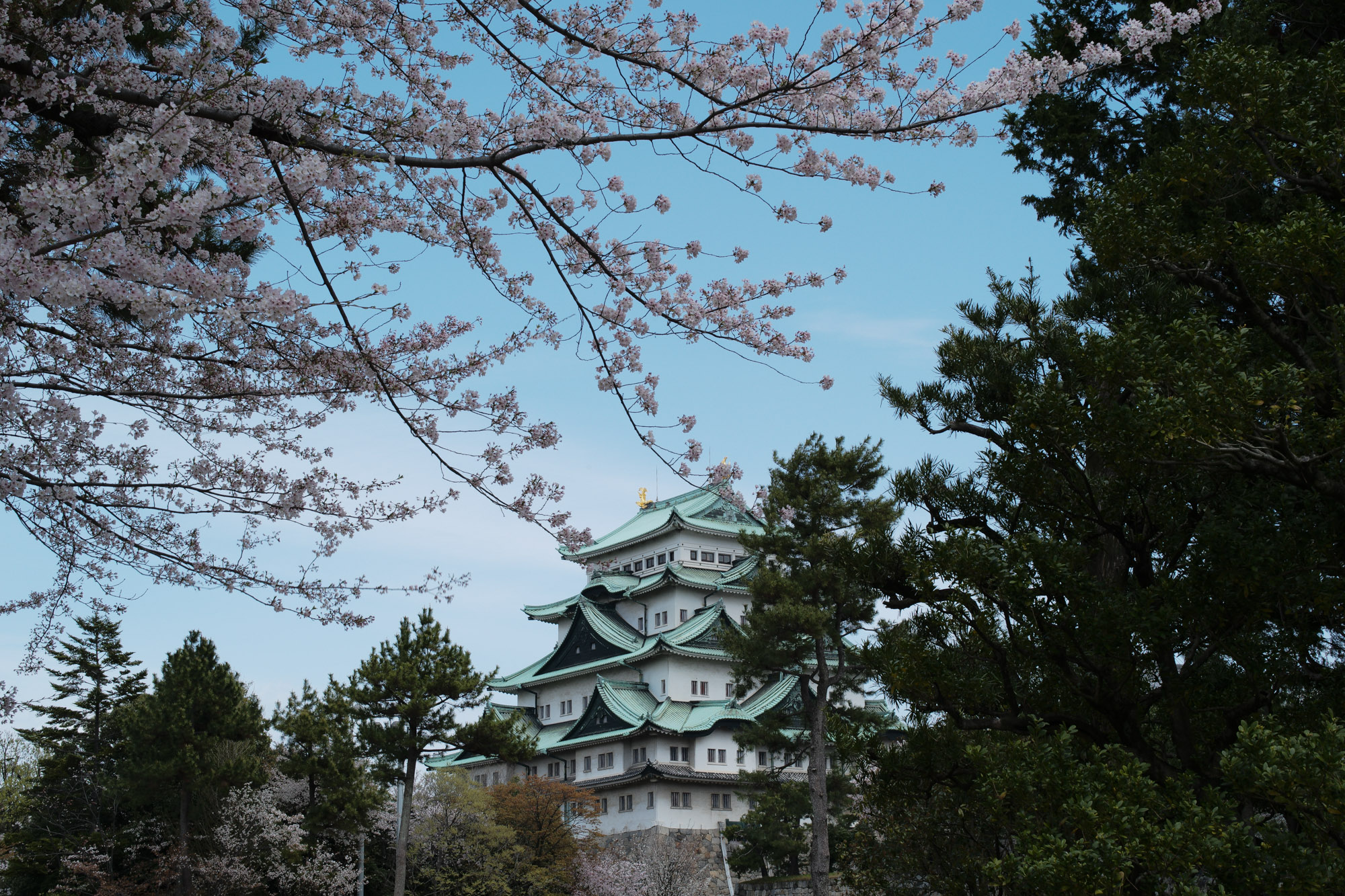 Nagoya castle and cherry blossoms(名古屋城と桜) ///【LEICA M10 + SUMMILUX-M F1.4/50mm ASPH】 ライカM10作例 作例  ブログ 愛知 名古屋 本丸 Cherry Blossoms 桜 さくら サクラ cherry bloosumなごやじょう ライカM10 ライカM9 ライカM8 ライカMモノクローム leicam10 leicam9 leicam8 leicamonochrom summilux ズミルックス ズミルクス