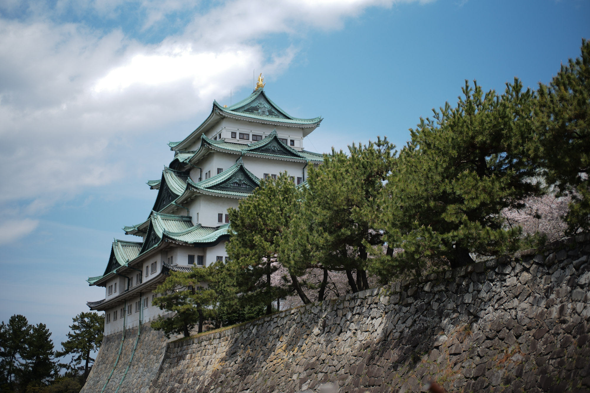 Nagoya castle and cherry blossoms(名古屋城と桜) ///【LEICA M10 + SUMMILUX-M F1.4/50mm ASPH】 ライカM10作例 作例  ブログ 愛知 名古屋 本丸 Cherry Blossoms 桜 さくら サクラ cherry bloosumなごやじょう ライカM10 ライカM9 ライカM8 ライカMモノクローム leicam10 leicam9 leicam8 leicamonochrom summilux ズミルックス ズミルクス