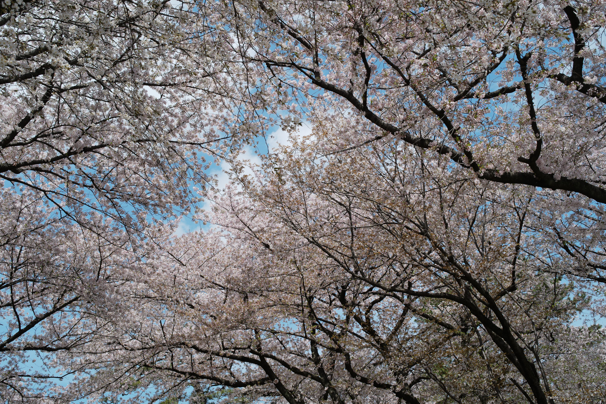 Nagoya castle and cherry blossoms(名古屋城と桜) ///【LEICA M10 + SUMMILUX-M F1.4/50mm ASPH】 ライカM10作例 作例  ブログ 愛知 名古屋 本丸 Cherry Blossoms 桜 さくら サクラ cherry bloosumなごやじょう ライカM10 ライカM9 ライカM8 ライカMモノクローム leicam10 leicam9 leicam8 leicamonochrom summilux ズミルックス ズミルクス