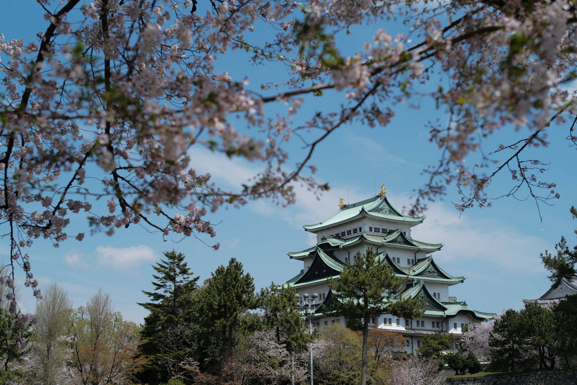 Nagoya castle and cherry blossoms(名古屋城と桜) ///【LEICA M10 + SUMMILUX-M F1.4/50mm ASPH】 ライカM10作例 作例  ブログ 愛知 名古屋 本丸 Cherry Blossoms 桜 さくら サクラ cherry bloosumなごやじょう ライカM10 ライカM9 ライカM8 ライカMモノクローム leicam10 leicam9 leicam8 leicamonochrom summilux ズミルックス ズミルクス