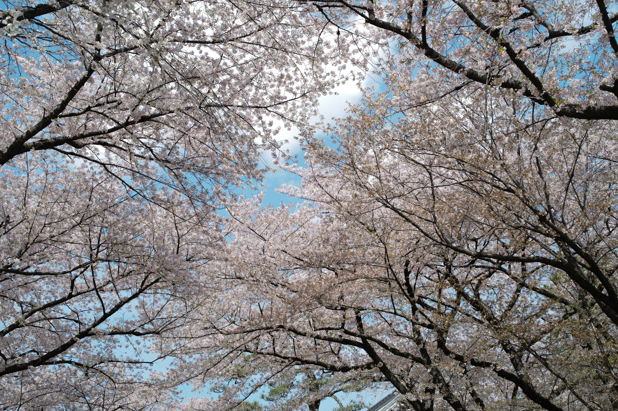 Nagoya castle and cherry blossoms(名古屋城と桜) ///【LEICA M10 + SUMMILUX-M F1.4/50mm ASPH】 ライカM10作例 作例  ブログ 愛知 名古屋 本丸 Cherry Blossoms 桜 さくら サクラ cherry bloosumなごやじょう ライカM10 ライカM9 ライカM8 ライカMモノクローム leicam10 leicam9 leicam8 leicamonochrom summilux ズミルックス ズミルクス