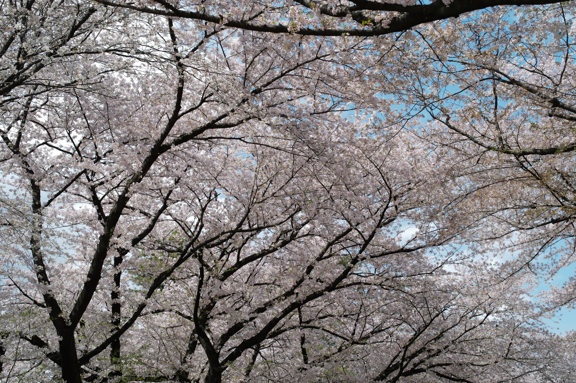 Nagoya castle and cherry blossoms(名古屋城と桜) ///【LEICA M10 + SUMMILUX-M F1.4/50mm ASPH】 ライカM10作例 作例  ブログ 愛知 名古屋 本丸 Cherry Blossoms 桜 さくら サクラ cherry bloosumなごやじょう ライカM10 ライカM9 ライカM8 ライカMモノクローム leicam10 leicam9 leicam8 leicamonochrom summilux ズミルックス ズミルクス