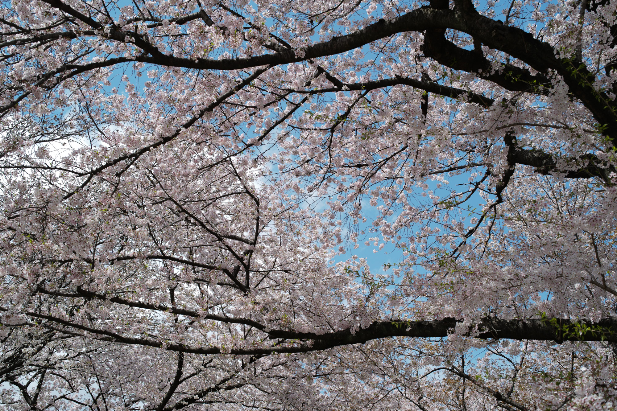 Nagoya castle and cherry blossoms(名古屋城と桜) ///【LEICA M10 + SUMMILUX-M F1.4/50mm ASPH】 ライカM10作例 作例  ブログ 愛知 名古屋 本丸 Cherry Blossoms 桜 さくら サクラ cherry bloosumなごやじょう ライカM10 ライカM9 ライカM8 ライカMモノクローム leicam10 leicam9 leicam8 leicamonochrom summilux ズミルックス ズミルクス