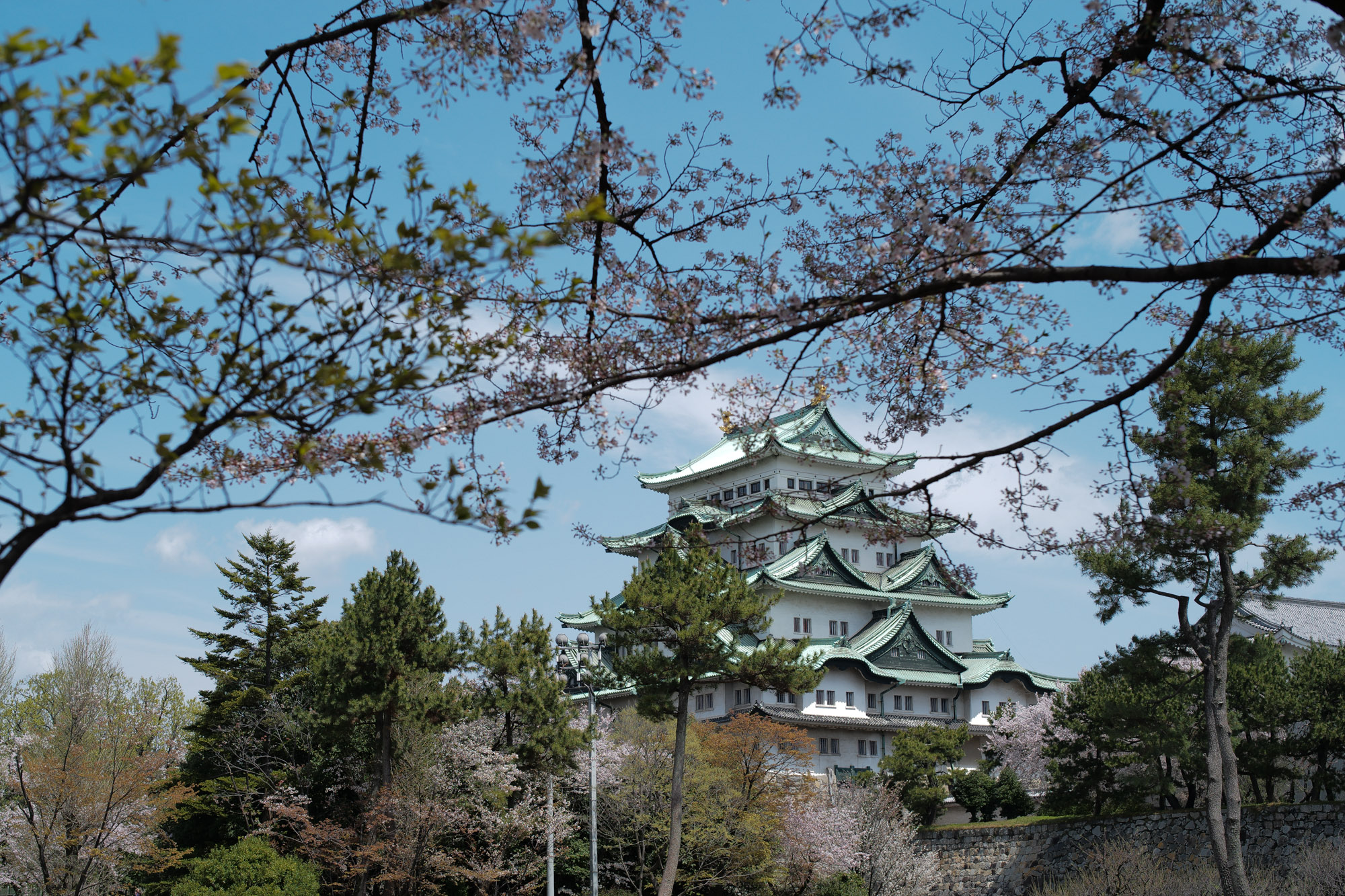 Nagoya castle and cherry blossoms(名古屋城と桜) ///【LEICA M10 + SUMMILUX-M F1.4/50mm ASPH】 ライカM10作例 作例  ブログ 愛知 名古屋 本丸 Cherry Blossoms 桜 さくら サクラ cherry bloosumなごやじょう ライカM10 ライカM9 ライカM8 ライカMモノクローム leicam10 leicam9 leicam8 leicamonochrom summilux ズミルックス ズミルクス