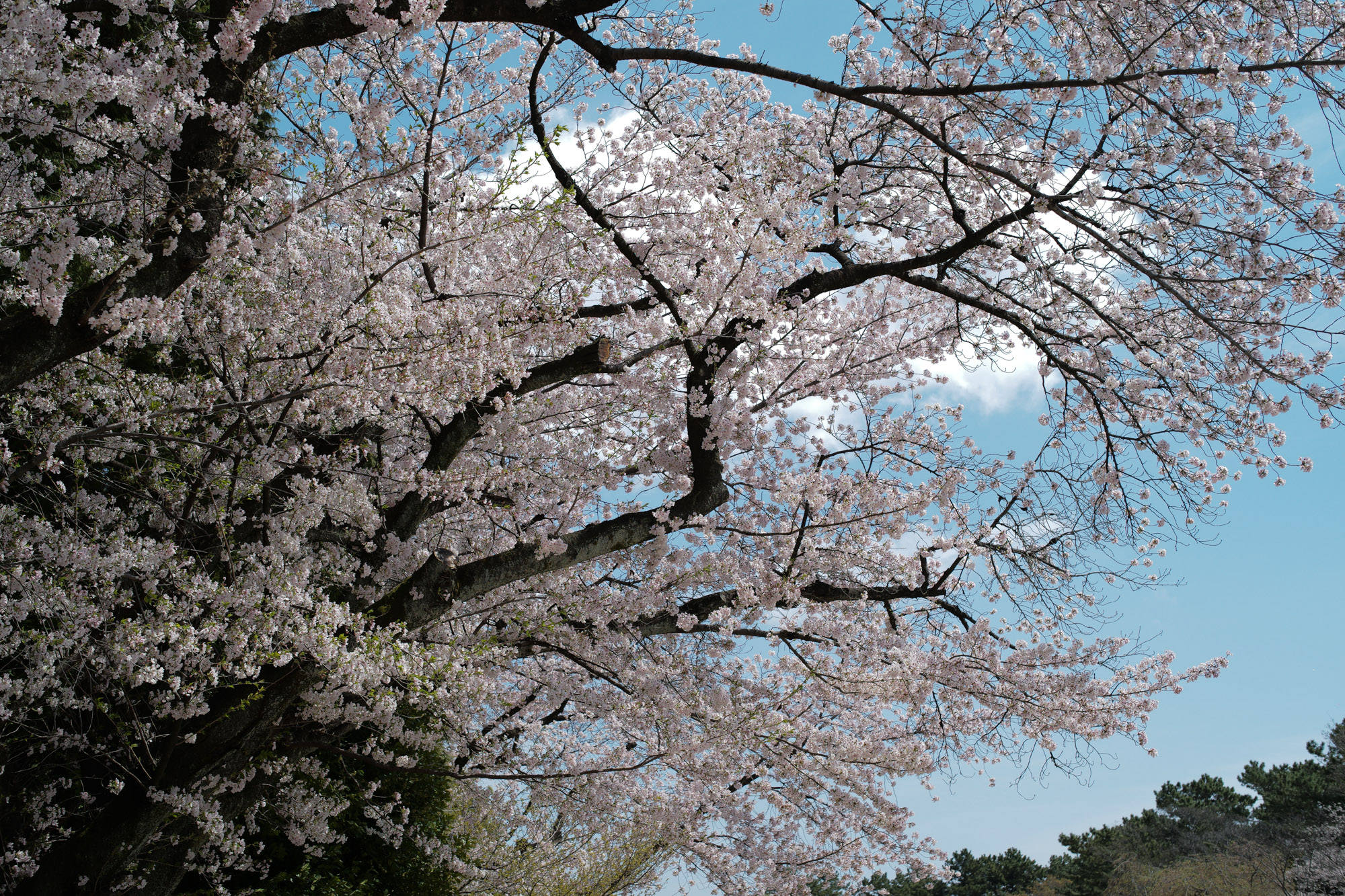 Nagoya castle and cherry blossoms(名古屋城と桜) ///【LEICA M10 + SUMMILUX-M F1.4/50mm ASPH】 ライカM10作例 作例  ブログ 愛知 名古屋 本丸 Cherry Blossoms 桜 さくら サクラ cherry bloosumなごやじょう ライカM10 ライカM9 ライカM8 ライカMモノクローム leicam10 leicam9 leicam8 leicamonochrom summilux ズミルックス ズミルクス