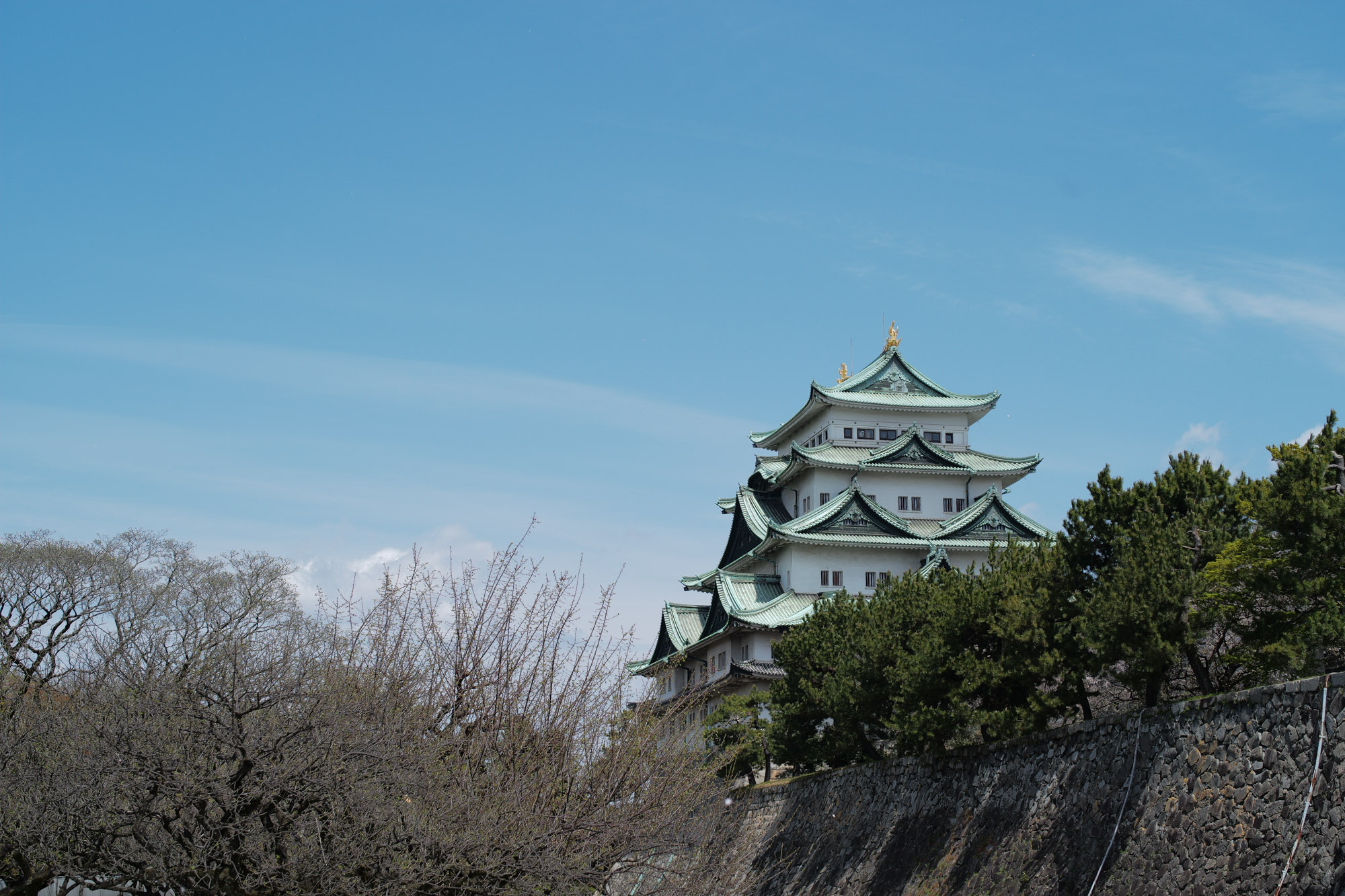 Nagoya castle and cherry blossoms(名古屋城と桜) ///【LEICA M10 + SUMMILUX-M F1.4/50mm ASPH】 ライカM10作例 作例  ブログ 愛知 名古屋 本丸 Cherry Blossoms 桜 さくら サクラ cherry bloosumなごやじょう ライカM10 ライカM9 ライカM8 ライカMモノクローム leicam10 leicam9 leicam8 leicamonochrom summilux ズミルックス ズミルクス