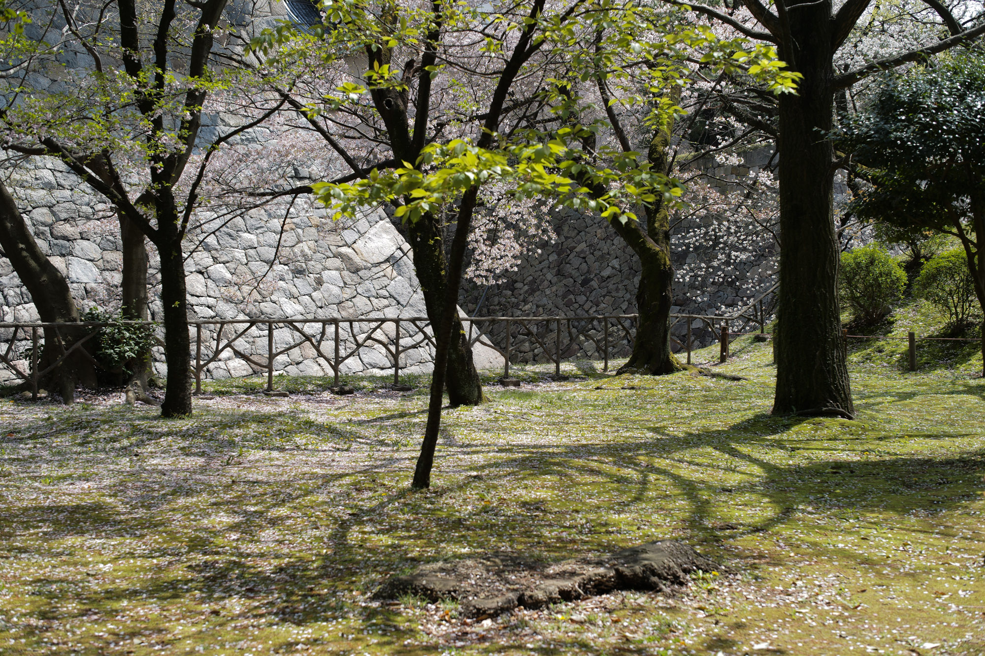 Nagoya castle and cherry blossoms(名古屋城と桜) ///【LEICA M10 + SUMMILUX-M F1.4/50mm ASPH】 ライカM10作例 作例  ブログ 愛知 名古屋 本丸 Cherry Blossoms 桜 さくら サクラ cherry bloosumなごやじょう ライカM10 ライカM9 ライカM8 ライカMモノクローム leicam10 leicam9 leicam8 leicamonochrom summilux ズミルックス ズミルクス