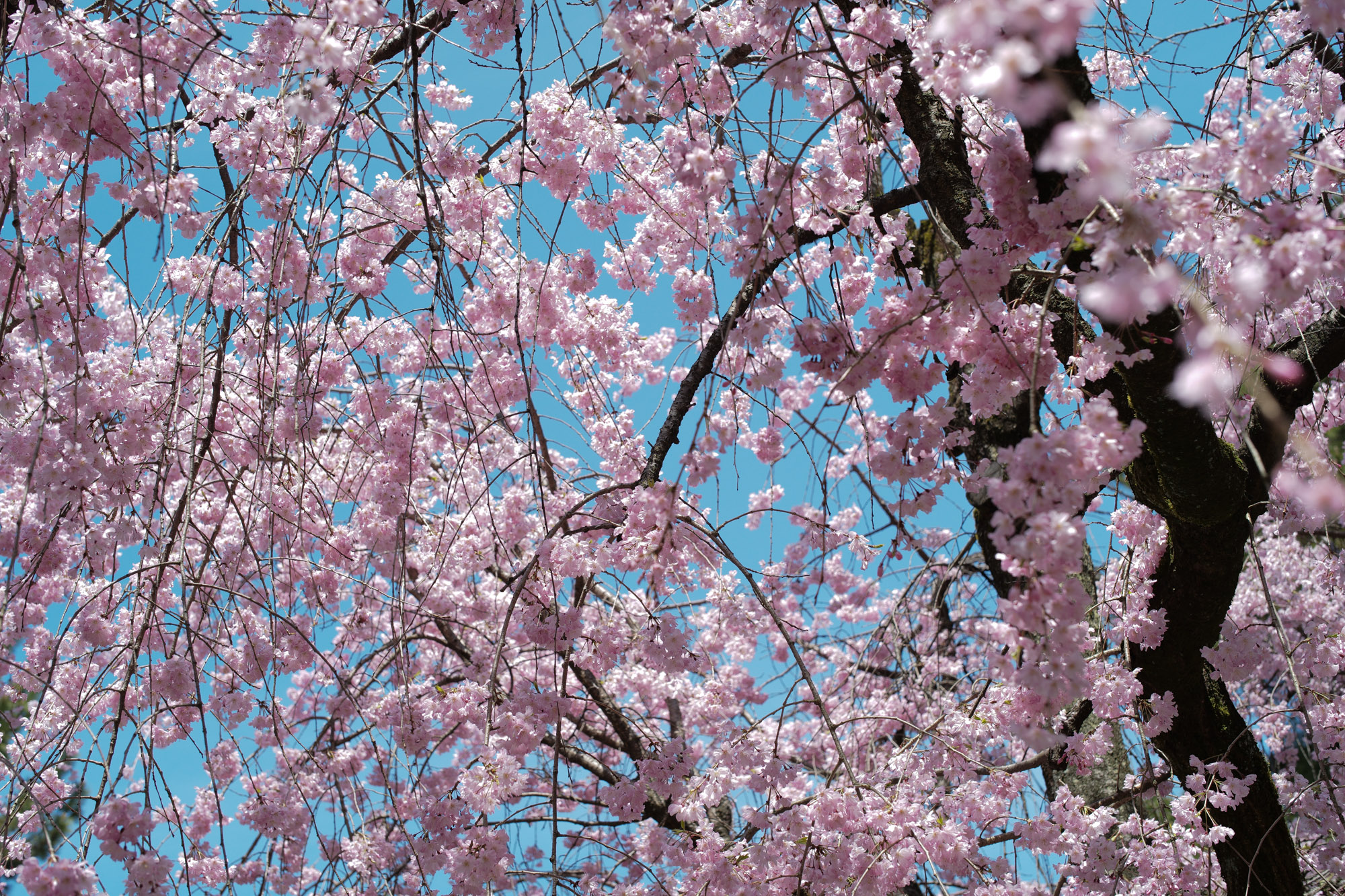 Nagoya castle and cherry blossoms(名古屋城と桜) ///【LEICA M10 + SUMMILUX-M F1.4/50mm ASPH】 ライカM10作例 作例  ブログ 愛知 名古屋 本丸 Cherry Blossoms 桜 さくら サクラ cherry bloosumなごやじょう ライカM10 ライカM9 ライカM8 ライカMモノクローム leicam10 leicam9 leicam8 leicamonochrom summilux ズミルックス ズミルクス