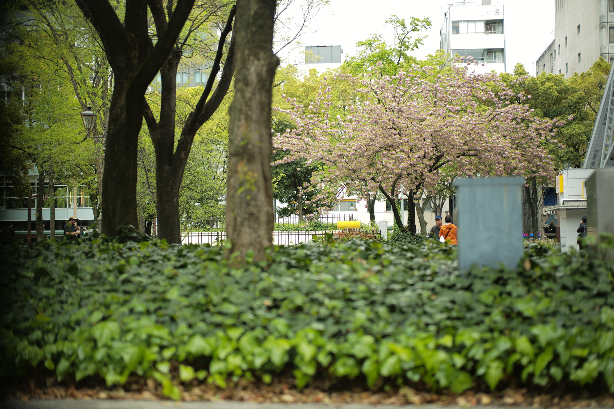 2017.4/17-4/23  ///【LEICA M10 + SUMMILUX-M F1.4/50mm ASPH】作例 ブログ ライカM10 写真 leicam10 ライカ leica 愛知 名古屋 choco audi sleep me MARUEI 中古カメラ用品大バーゲン 師匠 ライカ ライカM2 お弁当 多司 おにぎり 肉肉肉 久屋大通公園 出勤スタイル enzobonafe ペルシャ絨毯 ハナミズキ 名古屋テレビ塔 ブリリアントレッド マクラーレン ランボルギーニ リバーパーク 緑 フォトコンテスト ライカ松坂屋名古屋店 オープン3周年懇親会 ライカM モデル撮影 NOCTILUX-M 50mmf/0.95ASPH アポズミクロンM F2/50mmASPH