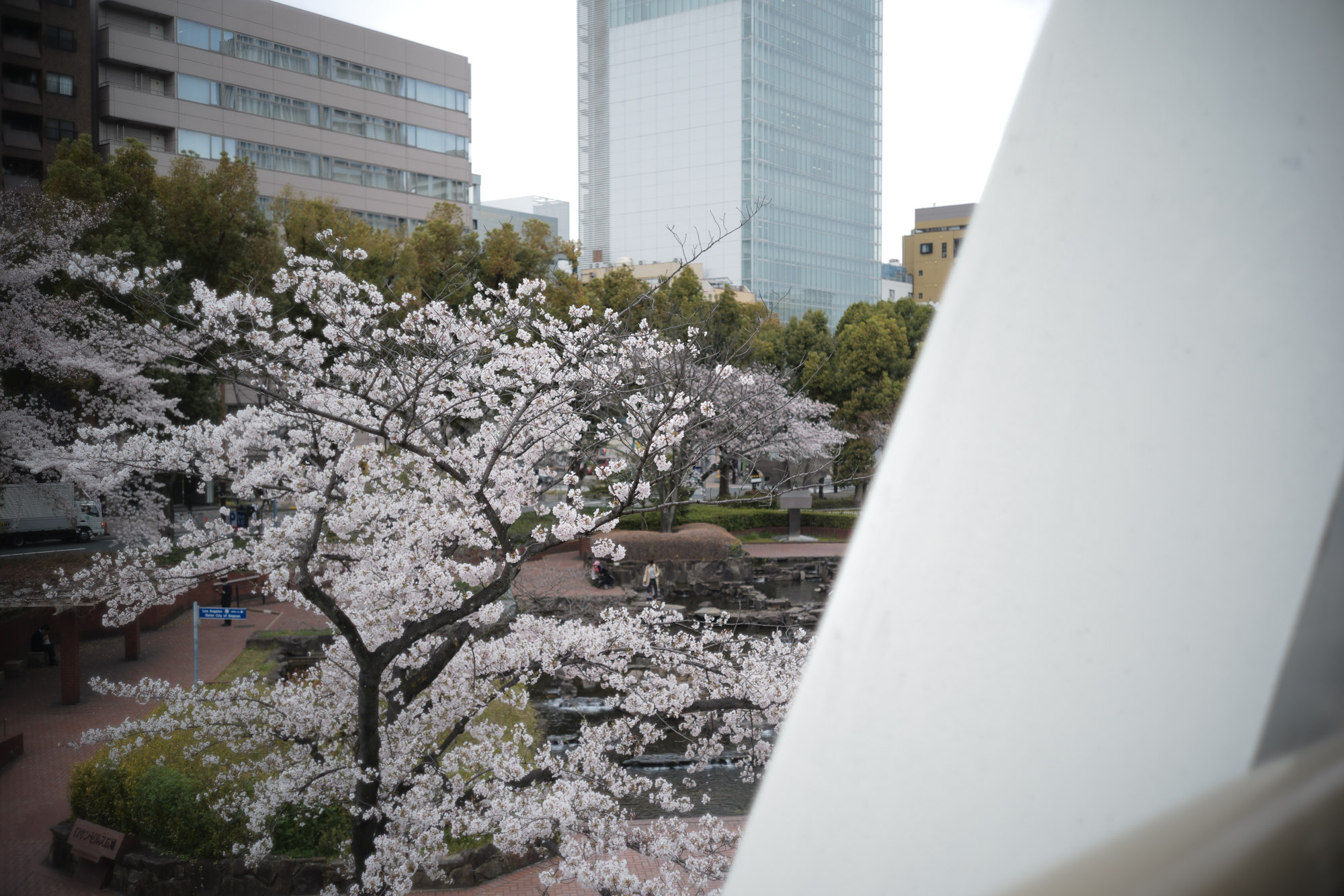 2017.4/03-4/09  ///【LEICA M10 + SUMMILUX-M F1.4/50mm ASPH , SUMMICRON F2/35mm 第2世代 1970年製】 作例 ブログ ライカM10 leicam10 ライカ leica 愛知 名古屋 ロサンゼルス広場 曇り NewParking 鯉 久屋大通公園 nagoyaTVtower cherryblossoms リバーパーク リアルレオパード ブリリアントレッド FANTASTICMAN ファンタスティックマン インディアンジュエリー JULIANBOOTS rainyday billwallleather ビルウォールレザー CUSTOMWALLETTRUNKSHOW カスタムウォレットトランクショー me night 桜と空1　桜と空2 桜と空3 桜散る