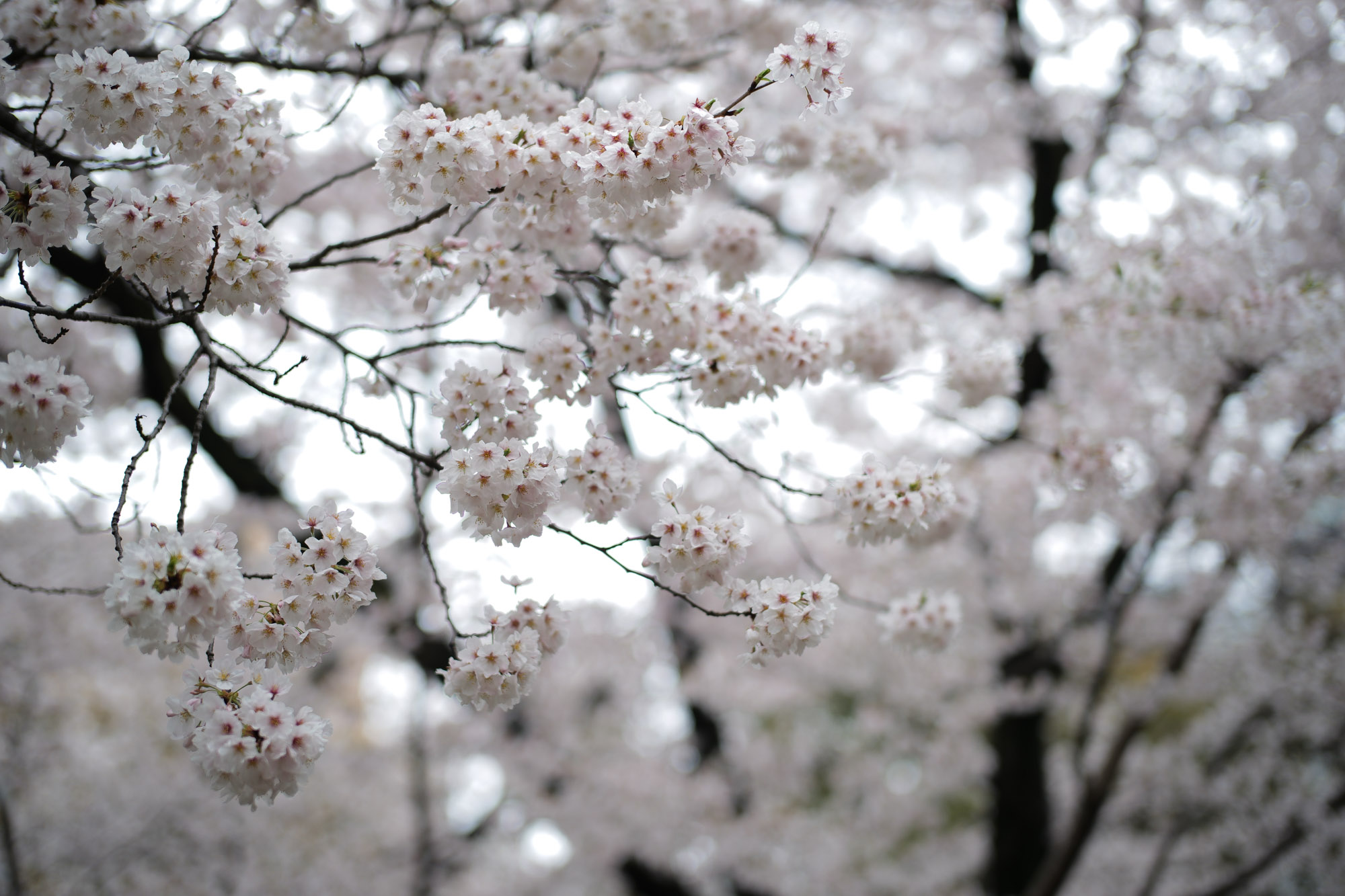 2017.4/03-4/09  ///【LEICA M10 + SUMMILUX-M F1.4/50mm ASPH , SUMMICRON F2/35mm 第2世代 1970年製】 作例 ブログ ライカM10 leicam10 ライカ leica 愛知 名古屋 ロサンゼルス広場 曇り NewParking 鯉 久屋大通公園 nagoyaTVtower cherryblossoms リバーパーク リアルレオパード ブリリアントレッド FANTASTICMAN ファンタスティックマン インディアンジュエリー JULIANBOOTS rainyday billwallleather ビルウォールレザー CUSTOMWALLETTRUNKSHOW カスタムウォレットトランクショー me night 桜と空1　桜と空2 桜と空3 桜散る