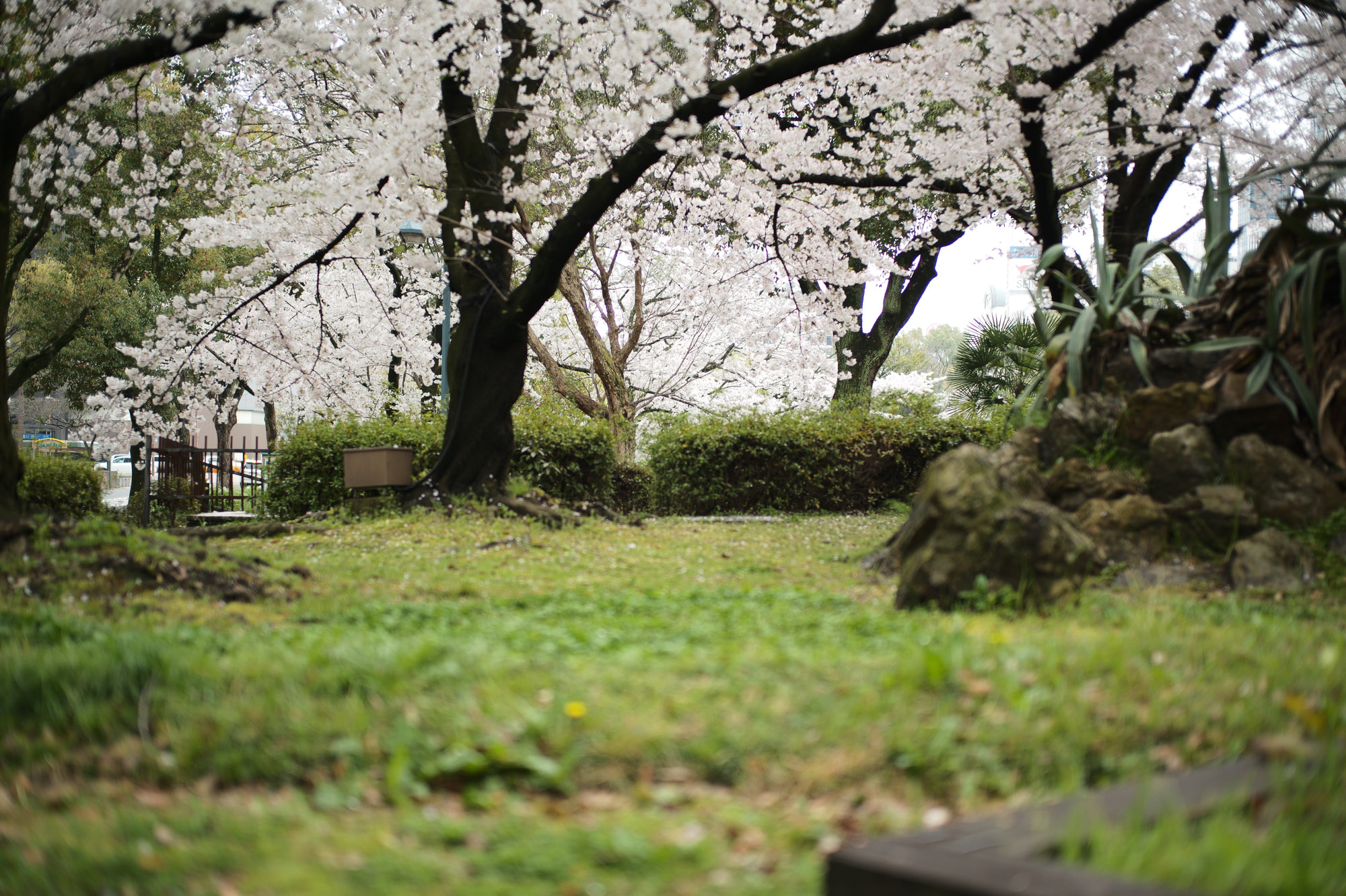 2017.4/03-4/09  ///【LEICA M10 + SUMMILUX-M F1.4/50mm ASPH , SUMMICRON F2/35mm 第2世代 1970年製】 作例 ブログ ライカM10 leicam10 ライカ leica 愛知 名古屋 ロサンゼルス広場 曇り NewParking 鯉 久屋大通公園 nagoyaTVtower cherryblossoms リバーパーク リアルレオパード ブリリアントレッド FANTASTICMAN ファンタスティックマン インディアンジュエリー JULIANBOOTS rainyday billwallleather ビルウォールレザー CUSTOMWALLETTRUNKSHOW カスタムウォレットトランクショー me night 桜と空1　桜と空2 桜と空3 桜散る