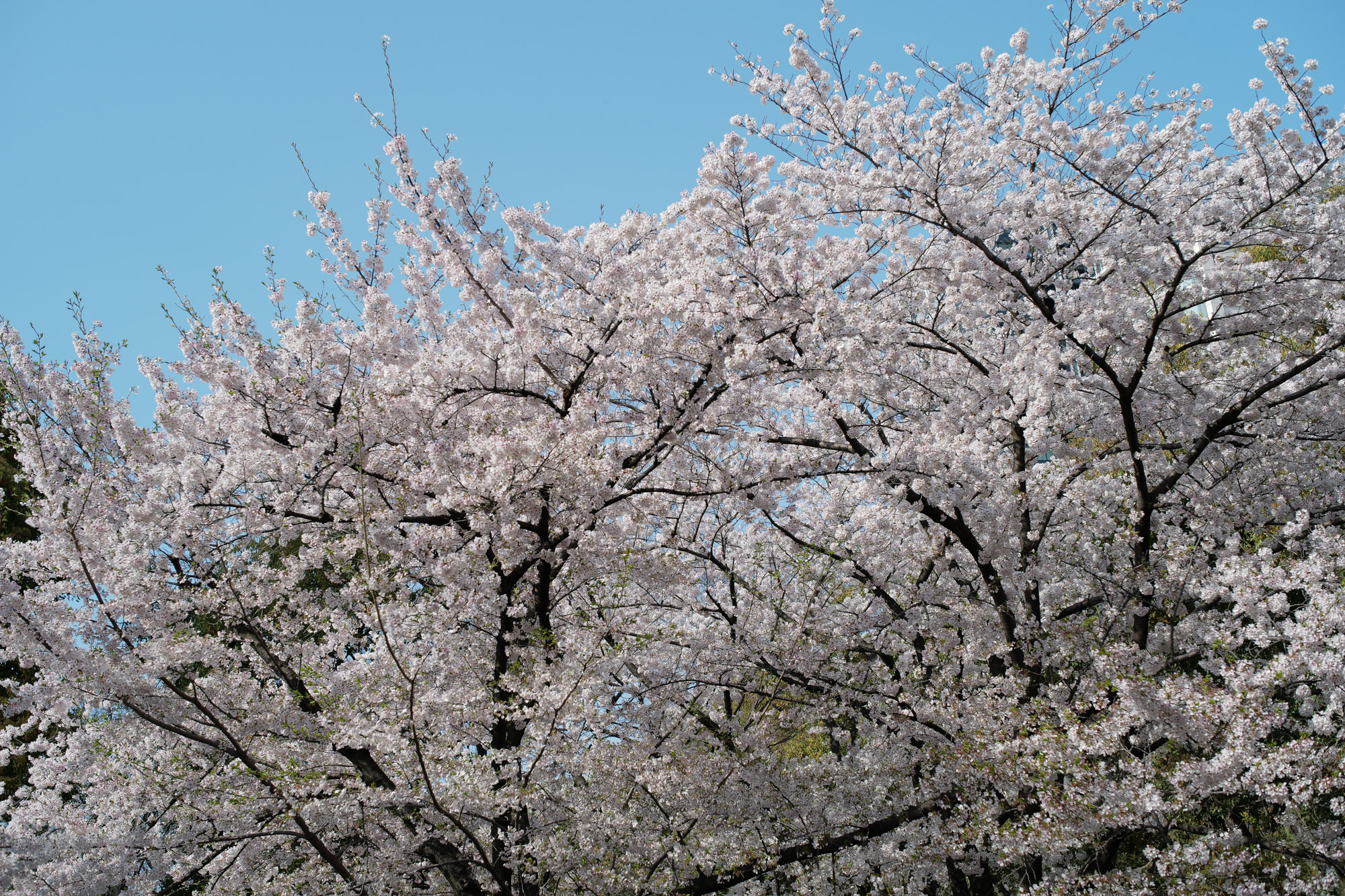 2017.4/03-4/09  ///【LEICA M10 + SUMMILUX-M F1.4/50mm ASPH , SUMMICRON F2/35mm 第2世代 1970年製】 作例 ブログ ライカM10 leicam10 ライカ leica 愛知 名古屋 ロサンゼルス広場 曇り NewParking 鯉 久屋大通公園 nagoyaTVtower cherryblossoms リバーパーク リアルレオパード ブリリアントレッド FANTASTICMAN ファンタスティックマン インディアンジュエリー JULIANBOOTS rainyday billwallleather ビルウォールレザー CUSTOMWALLETTRUNKSHOW カスタムウォレットトランクショー me night 桜と空1　桜と空2 桜と空3 桜散る