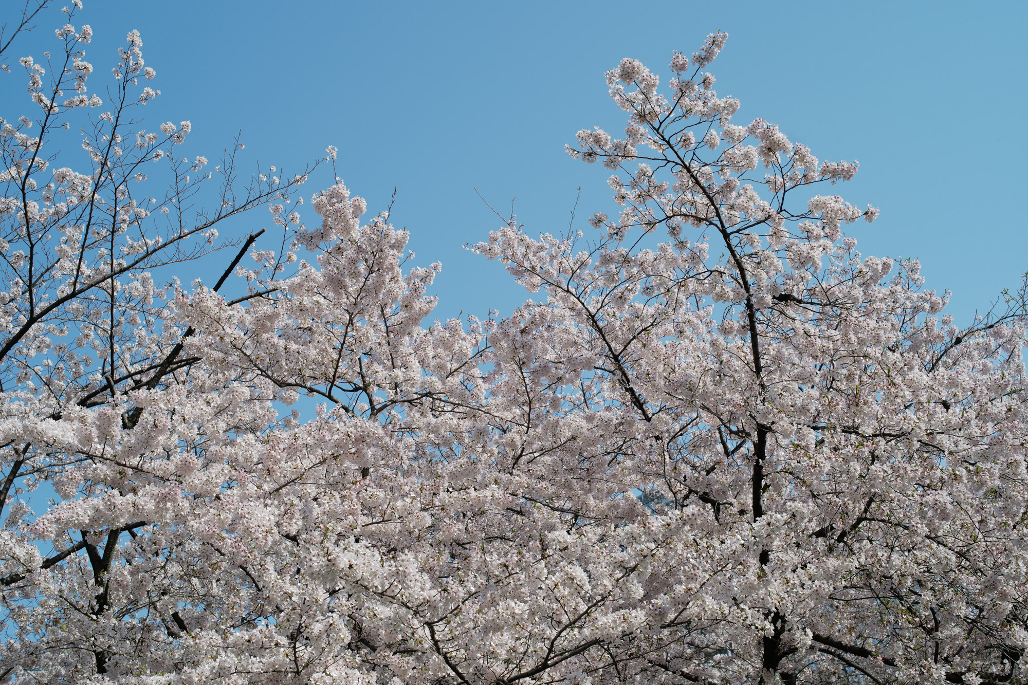 2017.4/03-4/09  ///【LEICA M10 + SUMMILUX-M F1.4/50mm ASPH , SUMMICRON F2/35mm 第2世代 1970年製】 作例 ブログ ライカM10 leicam10 ライカ leica 愛知 名古屋 ロサンゼルス広場 曇り NewParking 鯉 久屋大通公園 nagoyaTVtower cherryblossoms リバーパーク リアルレオパード ブリリアントレッド FANTASTICMAN ファンタスティックマン インディアンジュエリー JULIANBOOTS rainyday billwallleather ビルウォールレザー CUSTOMWALLETTRUNKSHOW カスタムウォレットトランクショー me night 桜と空1　桜と空2 桜と空3 桜散る