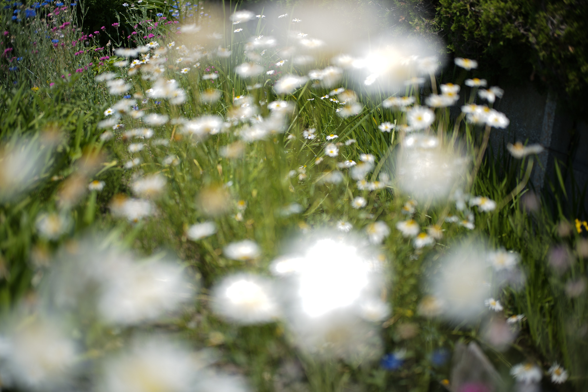 2017.5/22-5/28  ///【LEICA M10 + SUMMILUX-M F1.4/50mm ASPH , SUMMARON-M F5.6/28mm , SUMMICRON F2/35mm 第2世代 1970年製】作例 ブログ ライカM10 写真 leicam10 ライカ leica 愛知 名古屋 ズマロン garden ユッカロストラータ 桜通り 名古屋駅 新幹線ホーム 新幹線 グリーン車 tokyotower 港区 とんかつ まい泉 ヒレカツ テーブル ライト minatoward enoちゃん そば まい泉通り borriello ボリエッロ 2018春夏 プレ展示会 スミズーラ borrielloオーダー会 entreamis kotaroshindoさん gabrielepasiniさん supreme thankyou starbucks ラテ ある日 ドライフラワー whitesboots ホワイツブーツ モノクロプリント 白黒プリント 社長 松屋カメラ ビンテージウォッチ zodiac nagoyatvtower 名古屋テレビ塔 桜通り でら桜通り jstnagoyahawaiifestival2017 ハワイフェスティバル 久屋大通公園