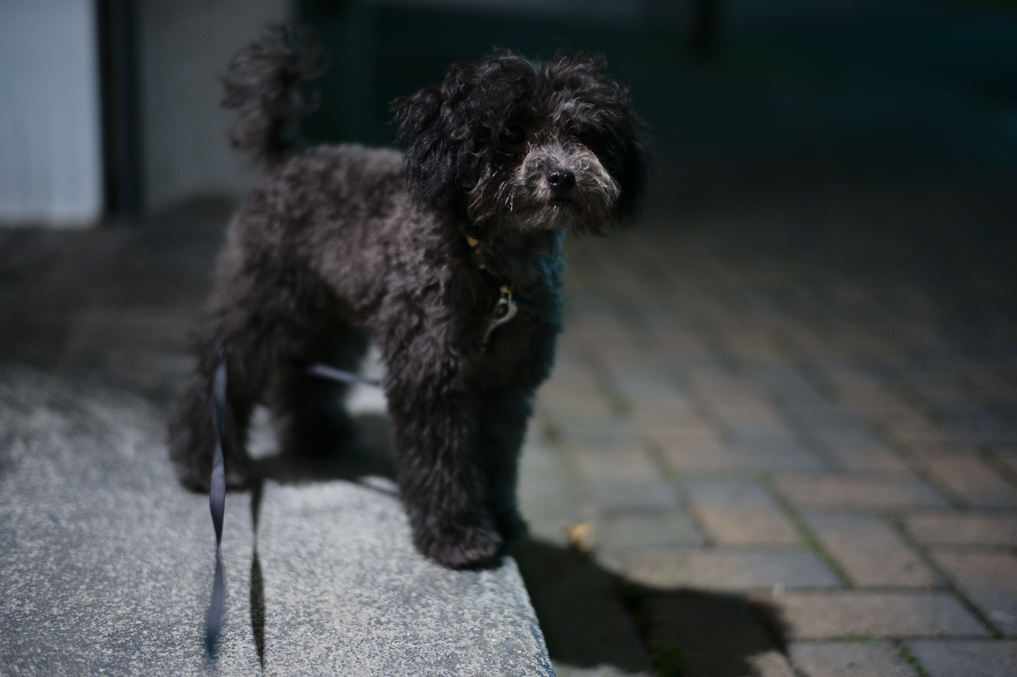 2017.6/26-7/02  ///【LEICA M10 + SUMMILUX-M F1.4/50mm ASPH】 作例 ブログ ライカM10 写真 leicam10 ライカ leica 愛知 名古屋 ズミルックス summilux lizard rangerover 私物 ledzeppelin zodiac トイプードル くーちゃん hiroshitsubouchi 休憩 中日ビル 矢場とん みそかつ 喫茶グロリア enzobonafe eb-18 ローファー ペルシャ絨毯 ヨツワヤ audi vaguewatch ヴィンテージ ダブルモク ローファー ジョッパーブーツ art3922 eb-02 bering