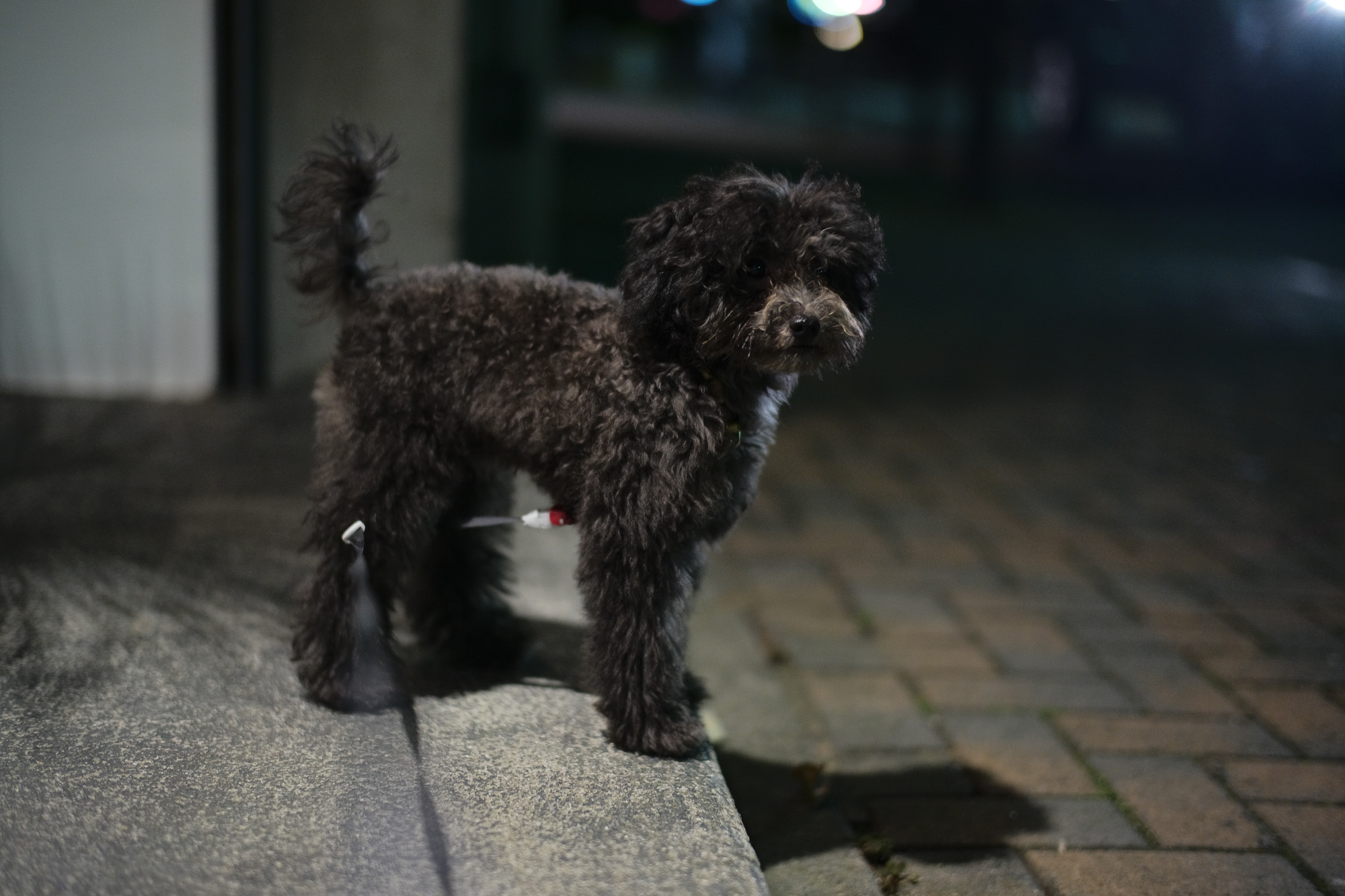 2017.6/26-7/02  ///【LEICA M10 + SUMMILUX-M F1.4/50mm ASPH】 作例 ブログ ライカM10 写真 leicam10 ライカ leica 愛知 名古屋 ズミルックス summilux lizard rangerover 私物 ledzeppelin zodiac トイプードル くーちゃん hiroshitsubouchi 休憩 中日ビル 矢場とん みそかつ 喫茶グロリア enzobonafe eb-18 ローファー ペルシャ絨毯 ヨツワヤ audi vaguewatch ヴィンテージ ダブルモク ローファー ジョッパーブーツ art3922 eb-02 bering