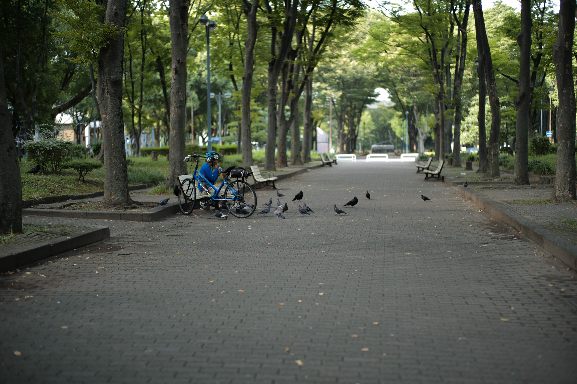 2017.9/04-9/10  ///【LEICA M10 + SUMMILUX-M F1.4/50mm ASPH , SUMMICRON F2/35mm 第2世代 1970年製】作例 ブログ ライカM10 写真 leicam10 ライカ leica 愛知 名古屋 ズミルックス summilux zodiac店内 ショーケース カウンター vigano ヴィガーノ リラックススラックス ペルシャ絨毯 showcase whiteboots southparadiso サウスパラディソ semidress cordovan コードバン cuervo japanmuseumcalf ジャパンミュージアムカーフ セミドレス コードヴァン cruciani チャッカブーツ 2018春夏 ホワイツコードバン 8・burgundy 東区泉1丁目 セントラルパーク 久屋大通公園 リバーパーク 鳩 名古屋テレビ塔 チランジア ドライフラワー ザノーネキョウト cruciani クルチアーニ