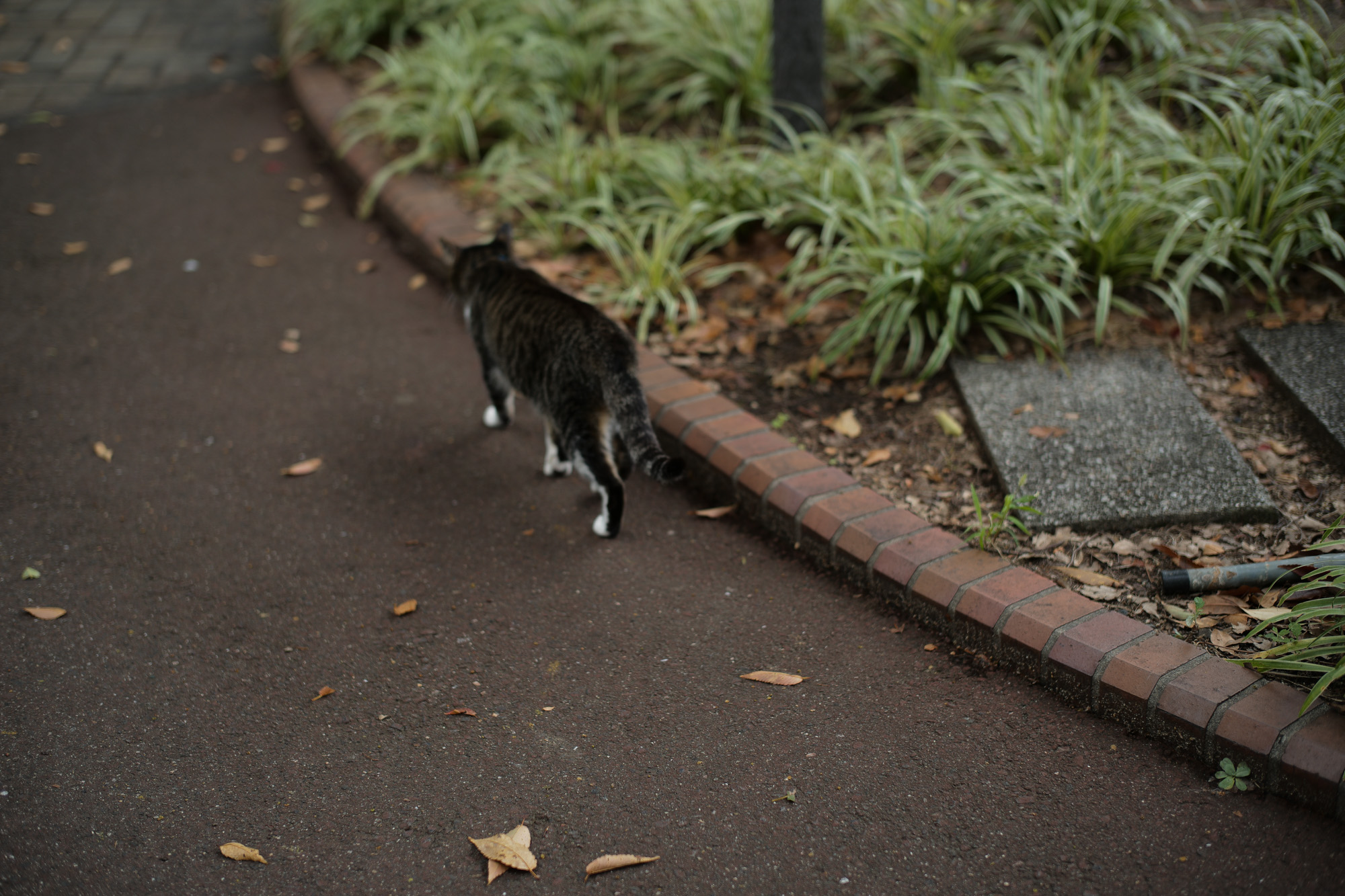 2017.9/11-9/17  ///【LEICA M10 + SUMMILUX-M F1.4/50mm ASPH】 作例 ブログ ライカM10 写真 leicam10 ライカ leica 愛知 名古屋 ズミルックス summilux cinquanta チンクアンタ horseleather ホースレザー standcollarriders julianboots コードバン mercedesbenz thegclass g350d 9149 ポーラーホワイト メルセデスベンツ ベンツ Gクラス ゲレンデヴァーゲン 夕焼け 夕暮れ cinquanta チンクアンタ 馬革 sealup シーラップ johnstons ジョンストンズ ピーコックsc7140 johnstons ジョンストンズ ダークキャメルsb0311 johnstons ジョンストンズ グレーボーダーau1737 johnstonsカタログ でら桜通り whitesboots caimanleather foxunbrellas enzobonafe cordovanno8 でらレザー 名古屋テレビ塔 ぬこ jazz&coffeeyuri