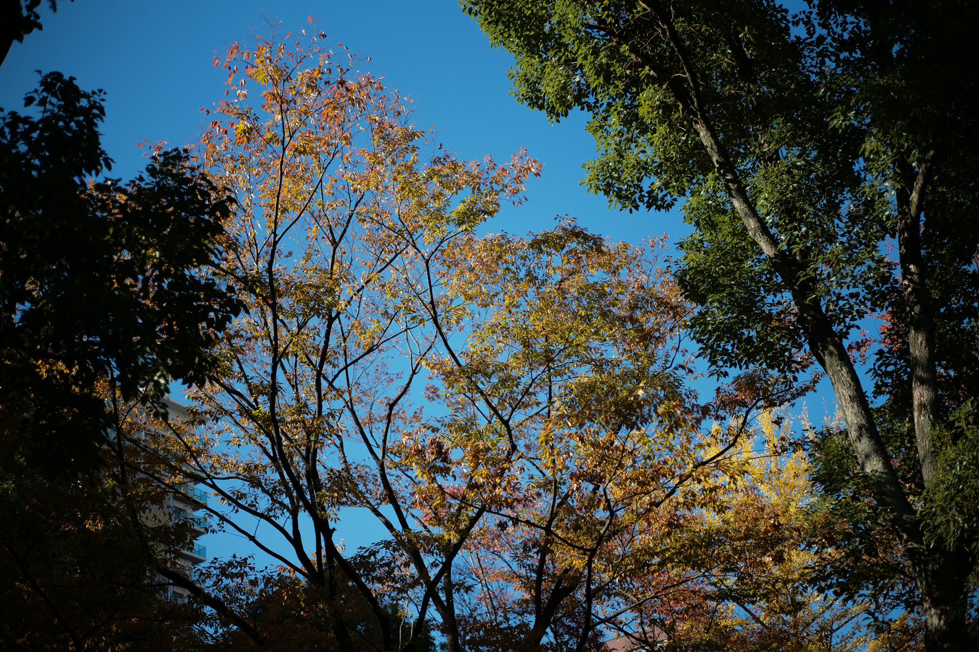 2017.11/06-11/12  ///【LEICA M10 + SUMMICRON-L F2/50mm 1999年製】　作例 ブログ ライカM10 写真 leicam10 ライカ leica 愛知 名古屋 ズミクロン canonplaza 名古屋インターシティ キャノンサービスセンター名古屋 vans アナハイムファクトリーコレクション オーセンティック authentic44dx オールドスクール oldskool36dx スケートハイ sk8hi38dx でら桜通り でら洋服屋 30年の歴史 enzobonafe bering romeocordovan パトリッククルーズライン patrickgenovaptn incotex 冬 素敵コレクション autumn 秋 aki 久屋大通公園 空 sky 名古屋テレビ塔 谷さん