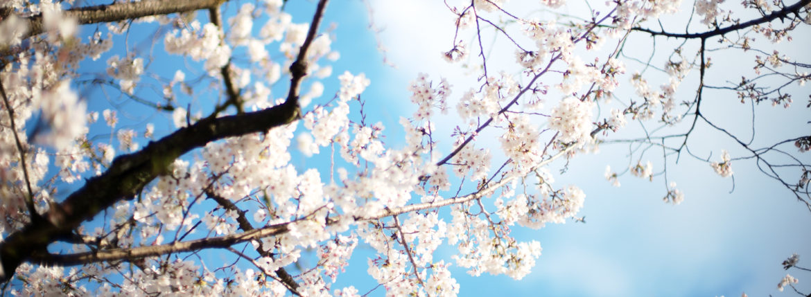 桜 Cherry Blossoms さくら サクラ alto e diritto アルトエデリット 愛知 名古屋 leica ライカ noctilux ノクチルックス ノクティルックス 50mm NOCTILUX-M f0.95/50mm ASPH. ノクチ