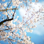 桜のイメージ