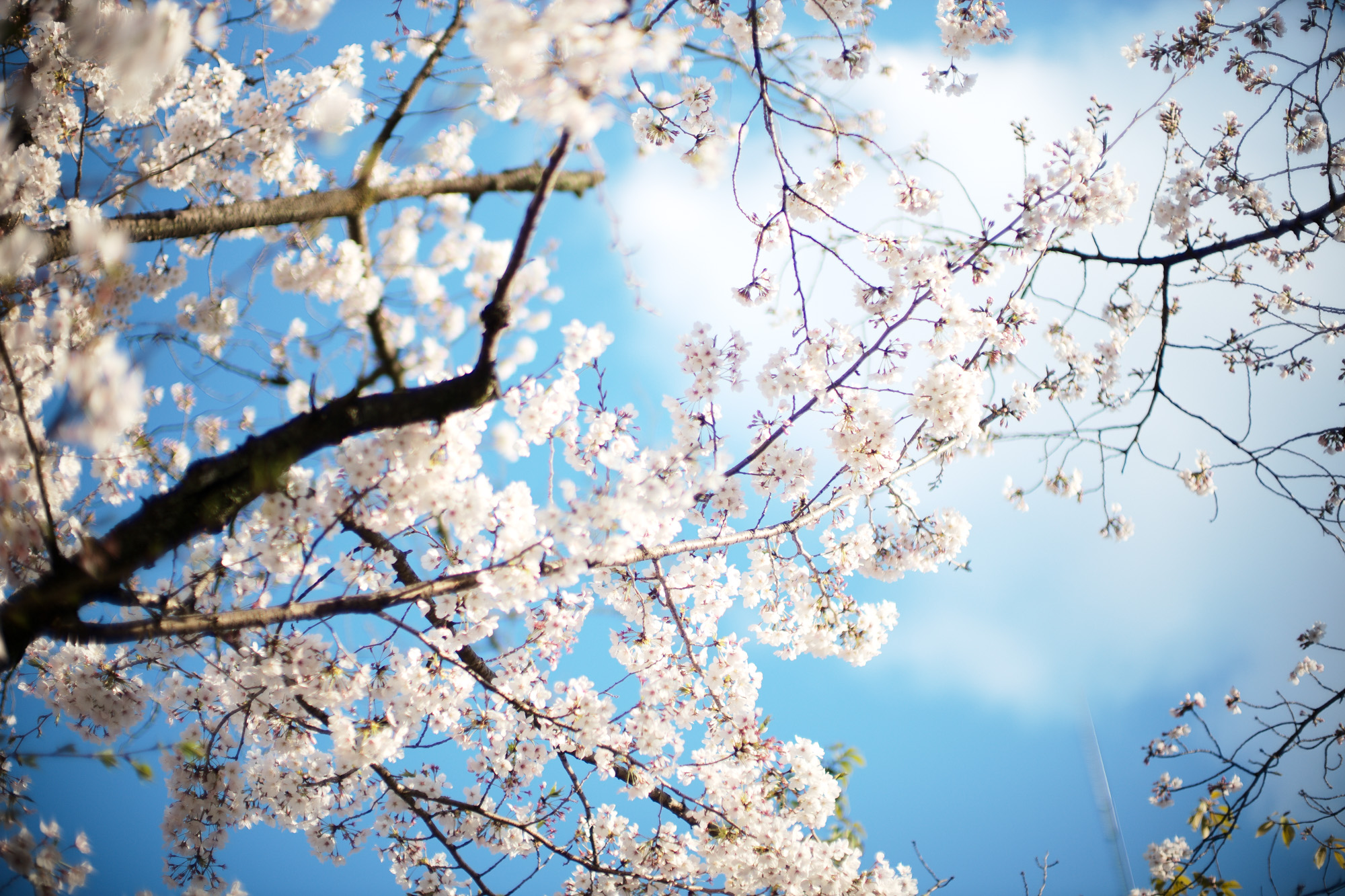 桜 Cherry Blossoms さくら サクラ alto e diritto アルトエデリット 愛知 名古屋 leica ライカ noctilux ノクチルックス ノクティルックス 50mm NOCTILUX-M f0.95/50mm ASPH. ノクチ