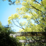 熱田神宮 ///【LEICA M10-P + NOCTILUX-M F0.95/50mm ASPH.】のイメージ