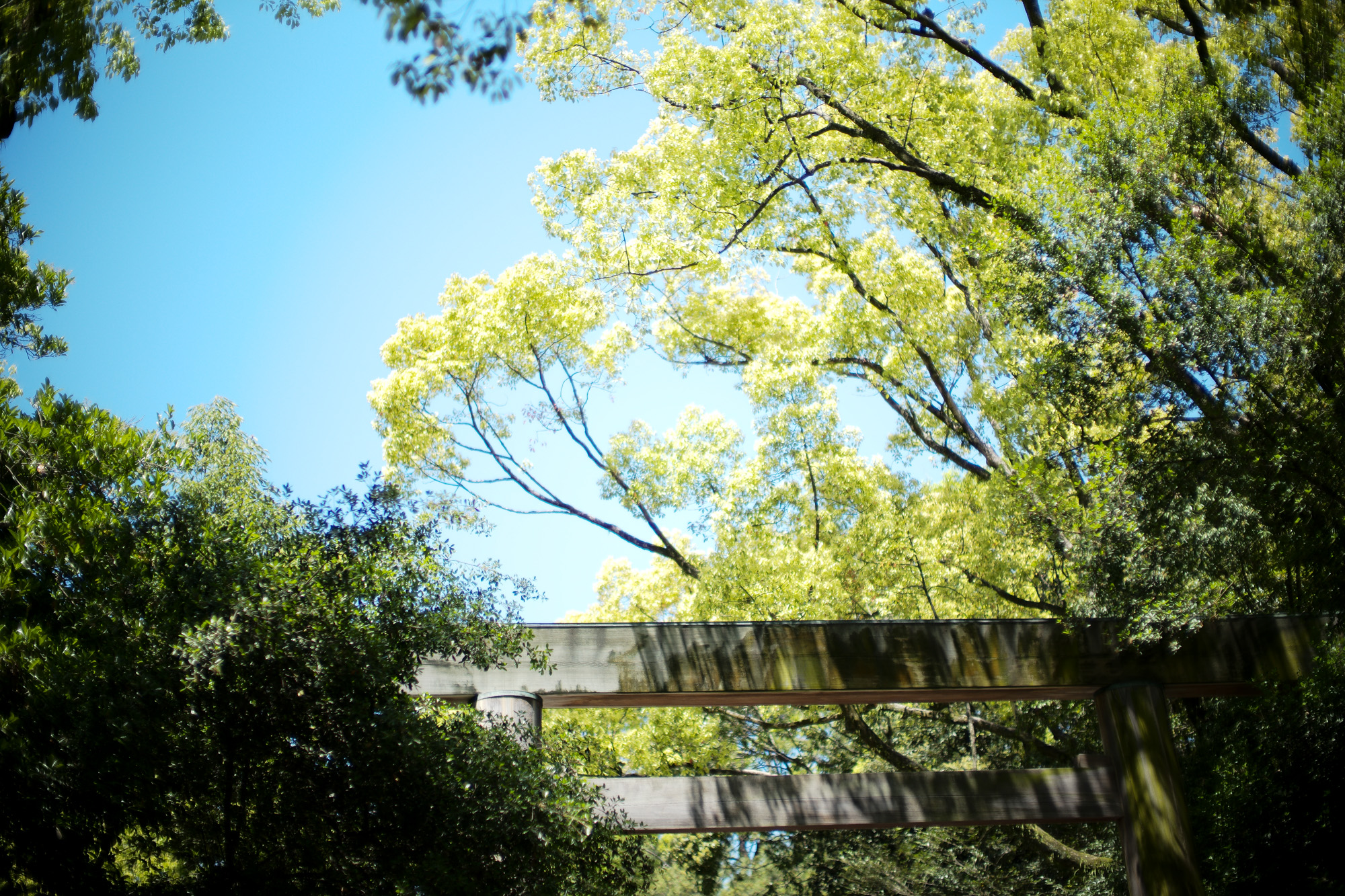 熱田神宮 ///【LEICA M10-P + NOCTILUX-M F0.95/50mm ASPH.】ライカM10-P 作例  愛知 名古屋 あつたじんぐう ライカM10 ライカM9 ライカM8 ライカMモノクローム leicam9 leicam8 leicamonochrom NOCTILUX ノクチルックス ノクティルックス ノクチ ドリームレンズ