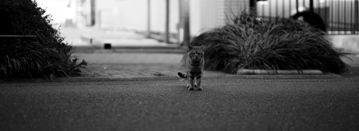 Cat 愛知 名古屋 altoediritto アルトエデリット 猫 ねこ ぬこ トラ leica leicam10 ライカ ライカM10 noctilux 75 ノクティルックス ふてにゃん